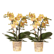 Kolibri Orchids | Combi Deal - 2 Gele Phalaenopsis Orchideeën Blossom Lima - Ø9 cm