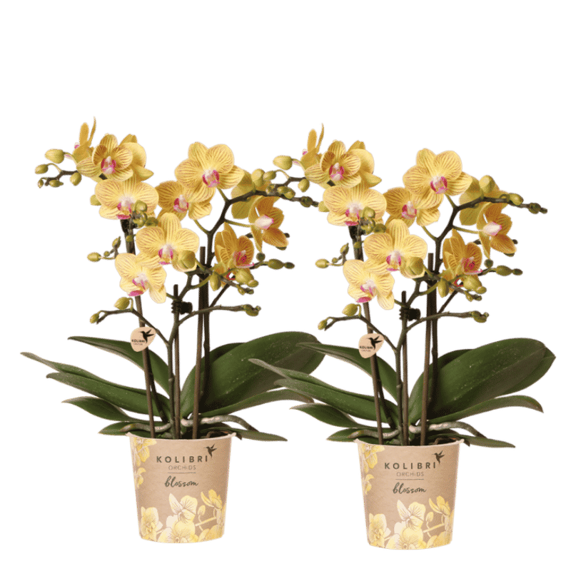 Kolibri Orchids | Combi Deal - 2 Gele Phalaenopsis Orchideeën Blossom Lima - Ø9 cm
