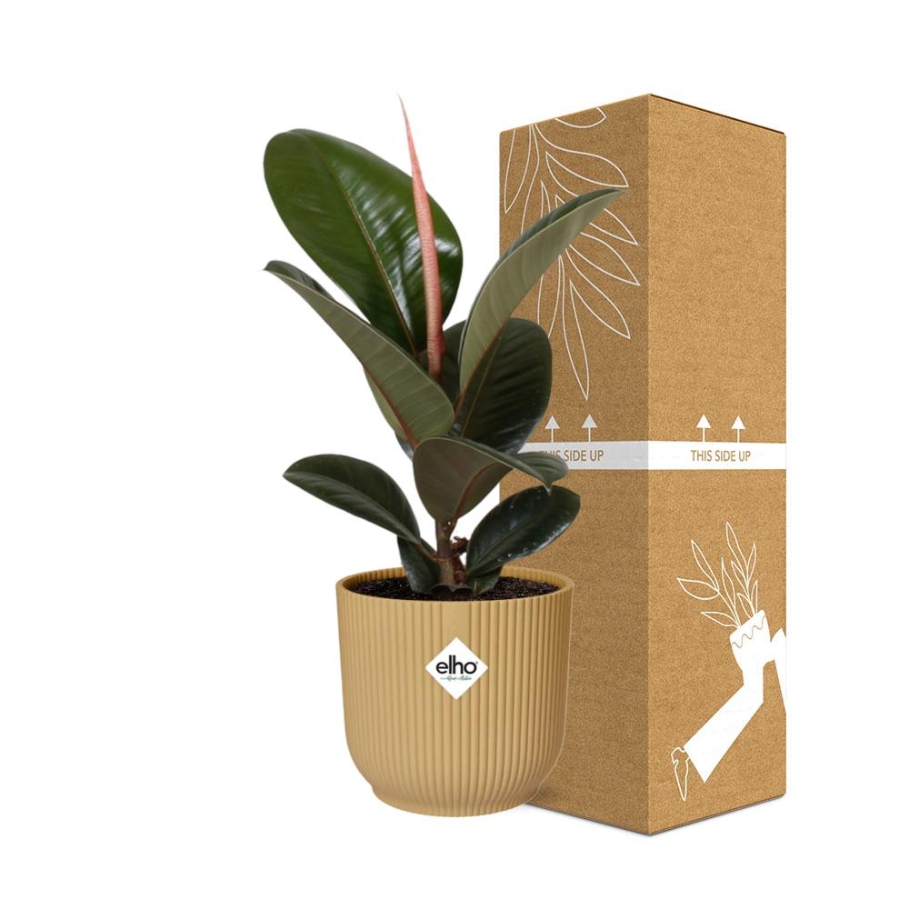 Ficus Elastica 'Robusta' en maceta plegable ELHO Vibes de 14 cm, color amarillo