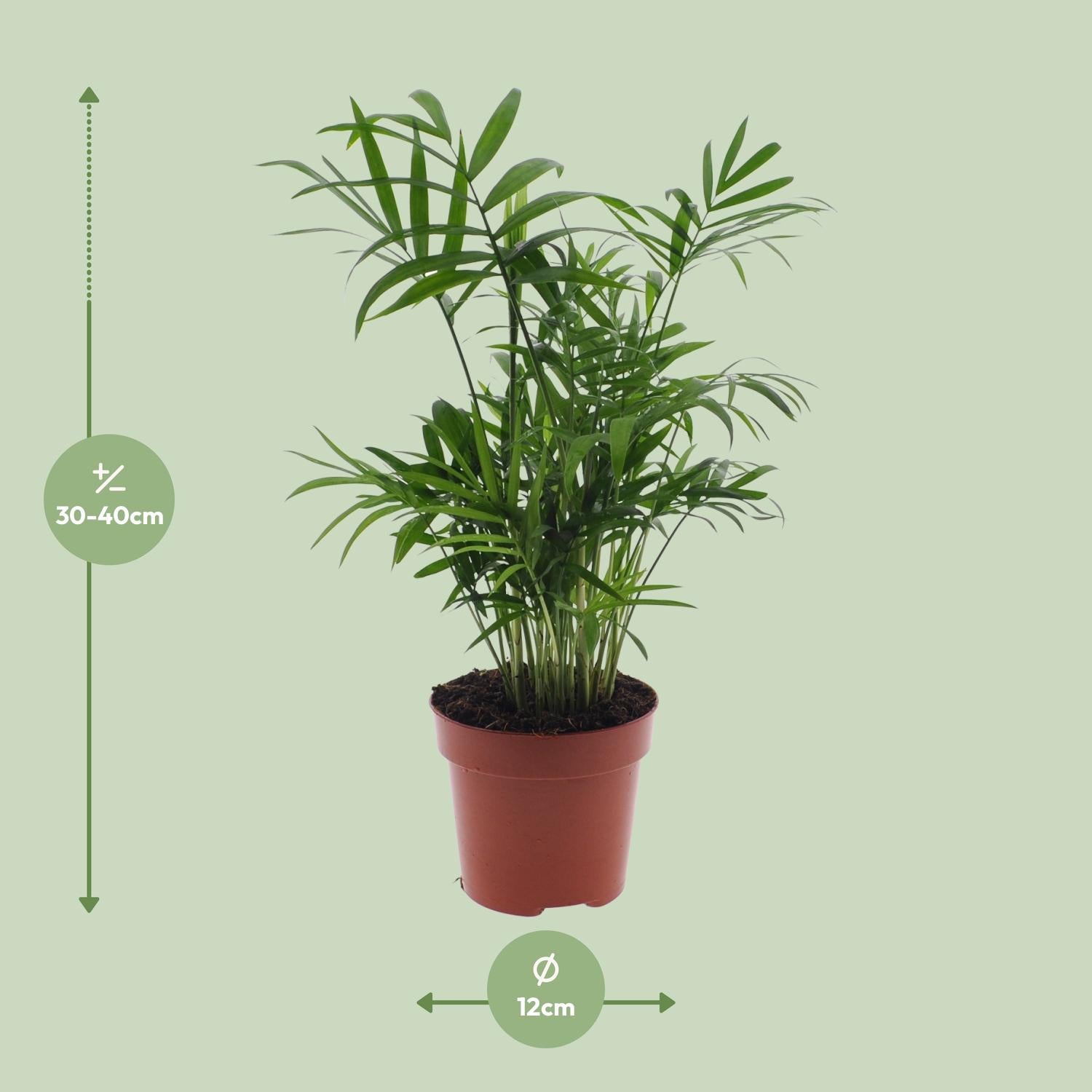 Chamaedorea Elegans – Mexikanische Bergpalme – Ø 12 cm – ↕ 40 cm