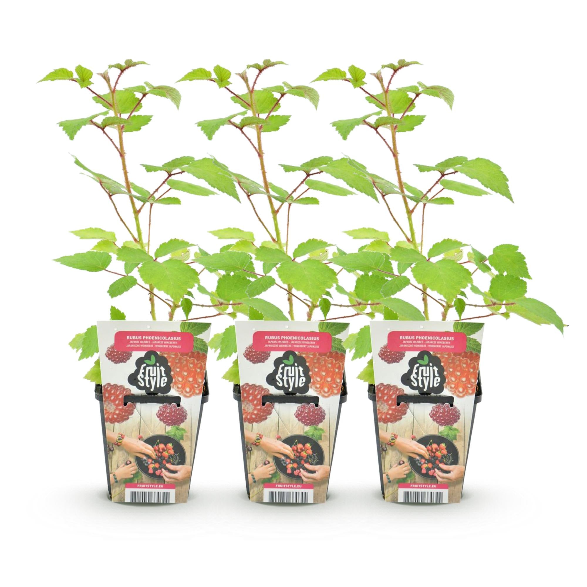 Japanse Wijnbes - Rubus Phoenicolasius - Winterhard - 3 Planten - Pot 9 cm - Rode Bes