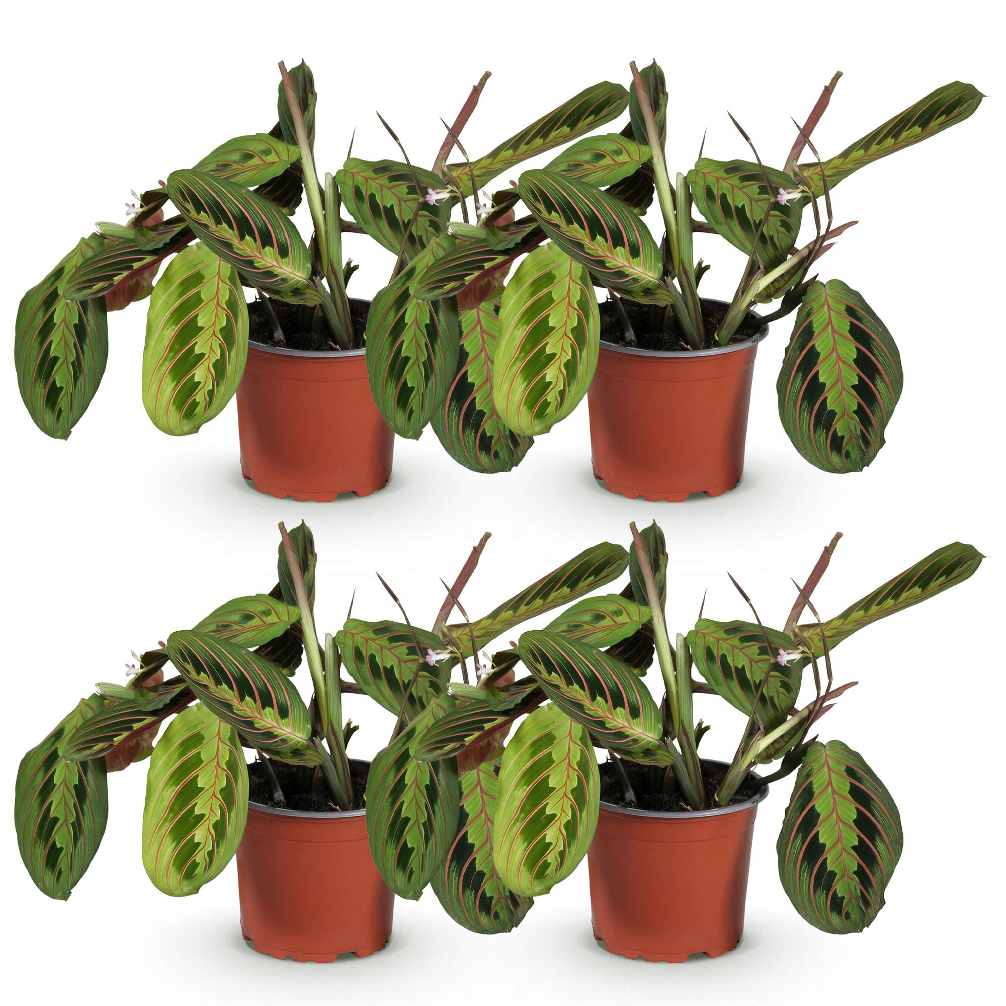Maranta Fascinator Tricolour - Gebedsplant - Huisdiervriendelijk - Groen - 4 Planten - Pot 12cm - Hoogte 30-35cm