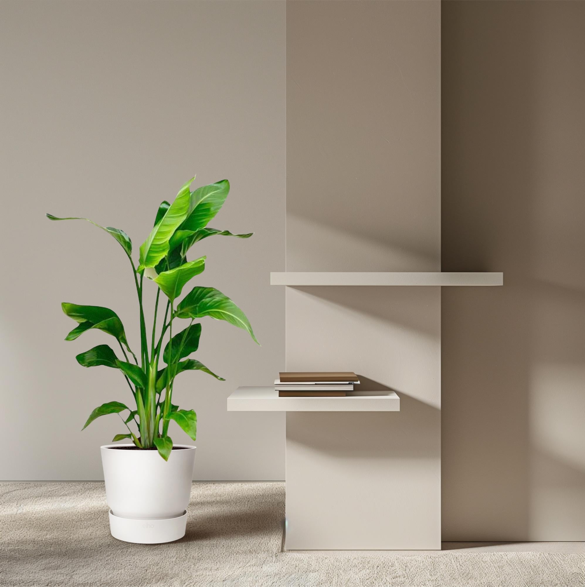 Strelitzia Nicolai - 80-100 cm - ø17