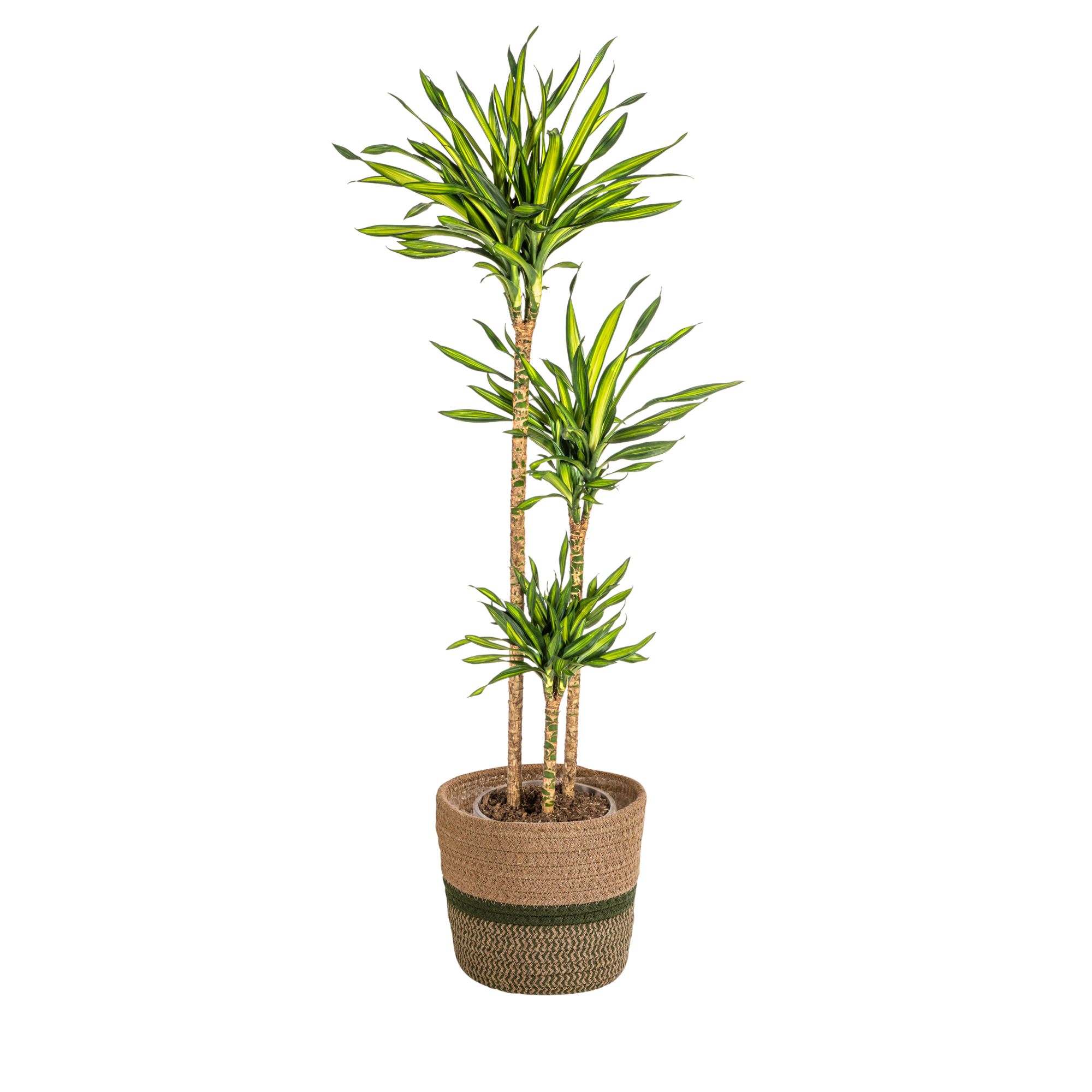 Dracaena Deremensis Rikki met mand Ø24cm - ↕130 - 150cm