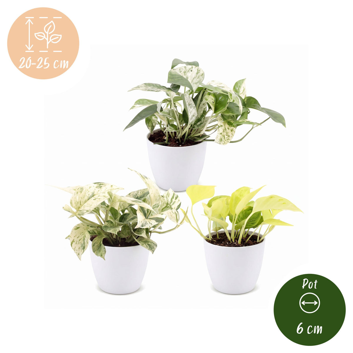 Epipremnum Tricolour 3x - Geel - Groen - Creme - Tropisch - incl. witte pot - Ø6cm - ↕20-25cm