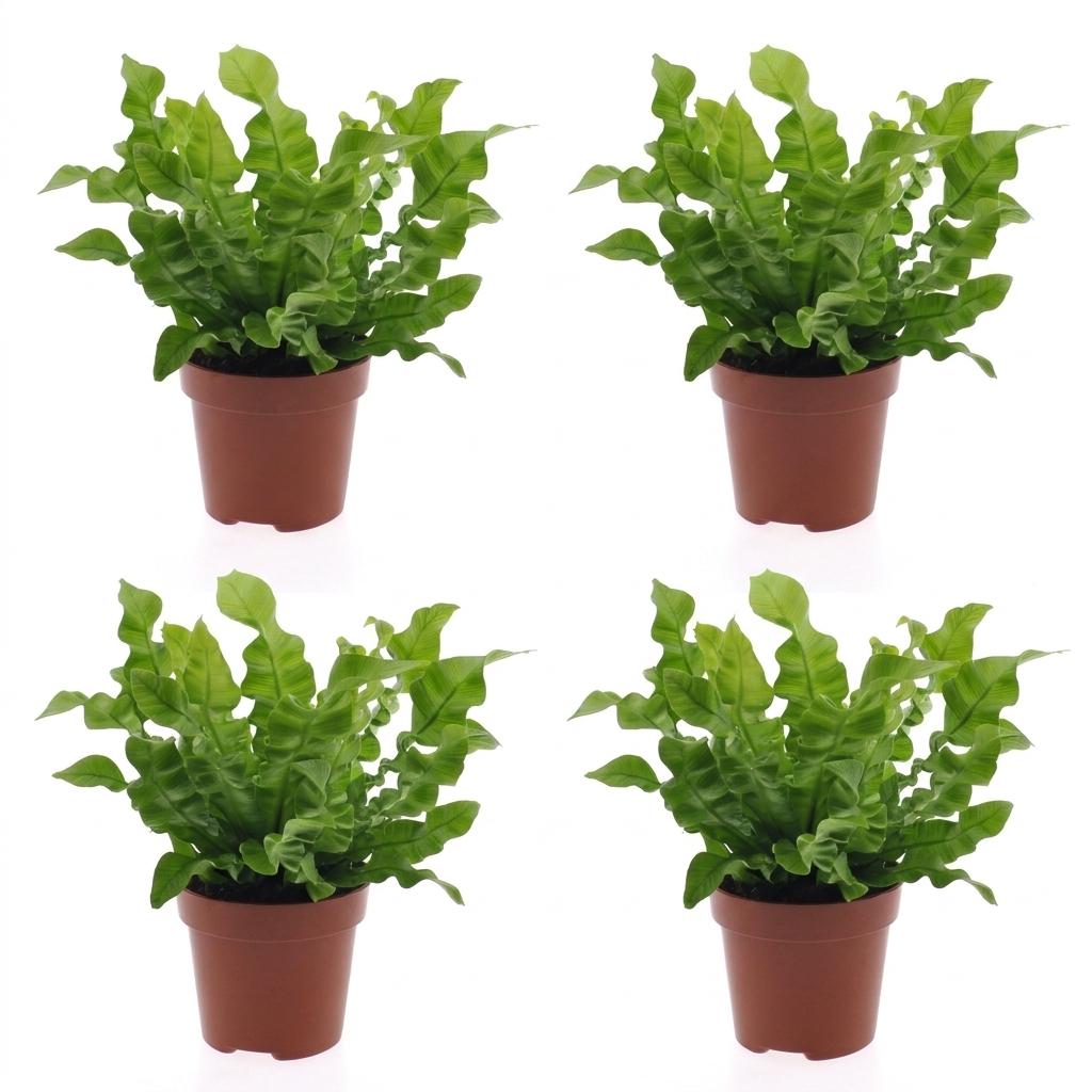 Asplenium Crispy Wave - 4x - Pot 12cm - Hoogte - 30cm