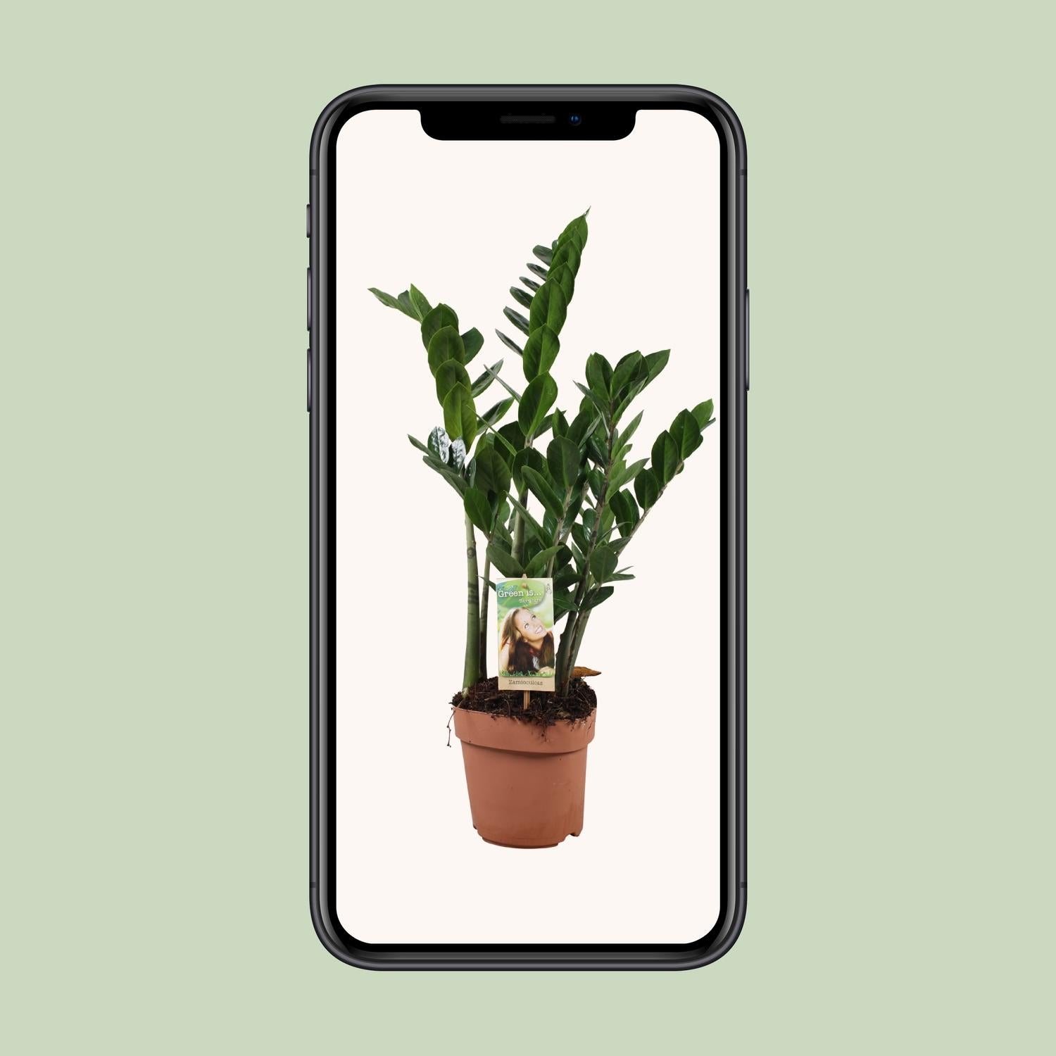 Zamioculcas Zamiifolia - Ø17 cm - ↕70 cm