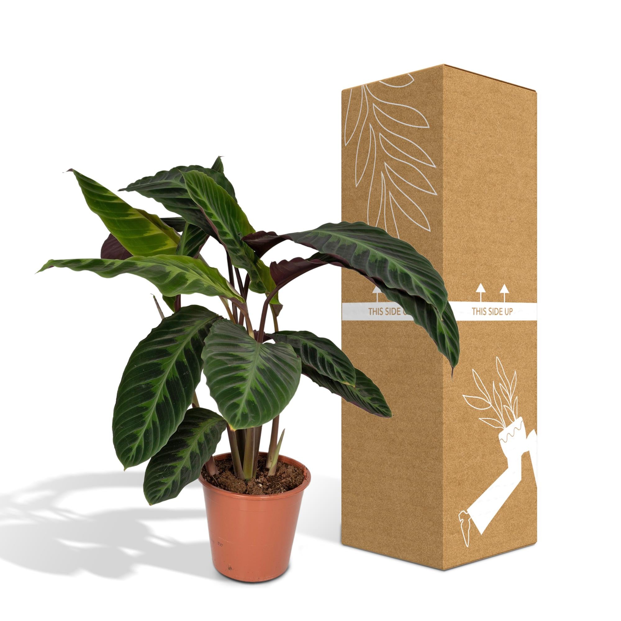 Calathea Warscewiczii - Planta pavo real - Ø19cm - ↕70cm
