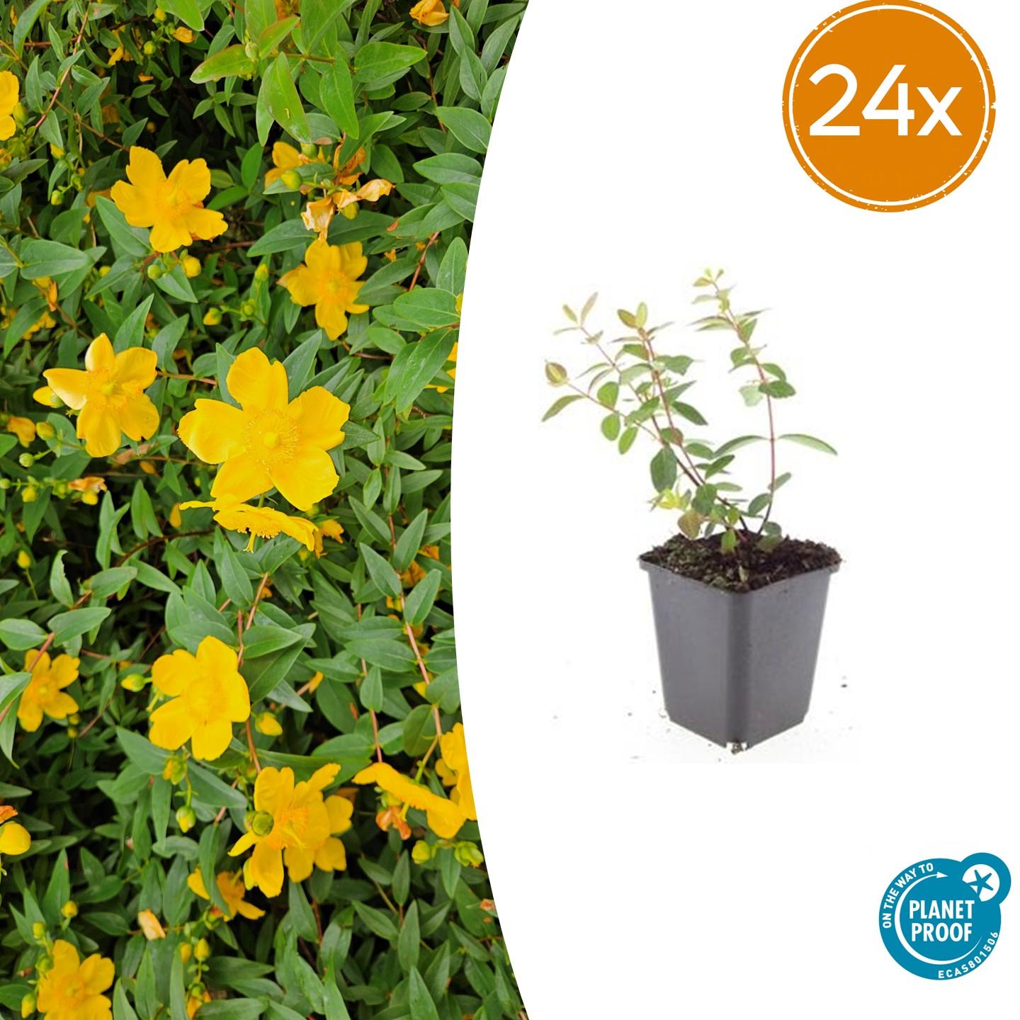 24x Hypericum dummeri 'Peter Dummer' - ↕10-25cm - Ø9cm