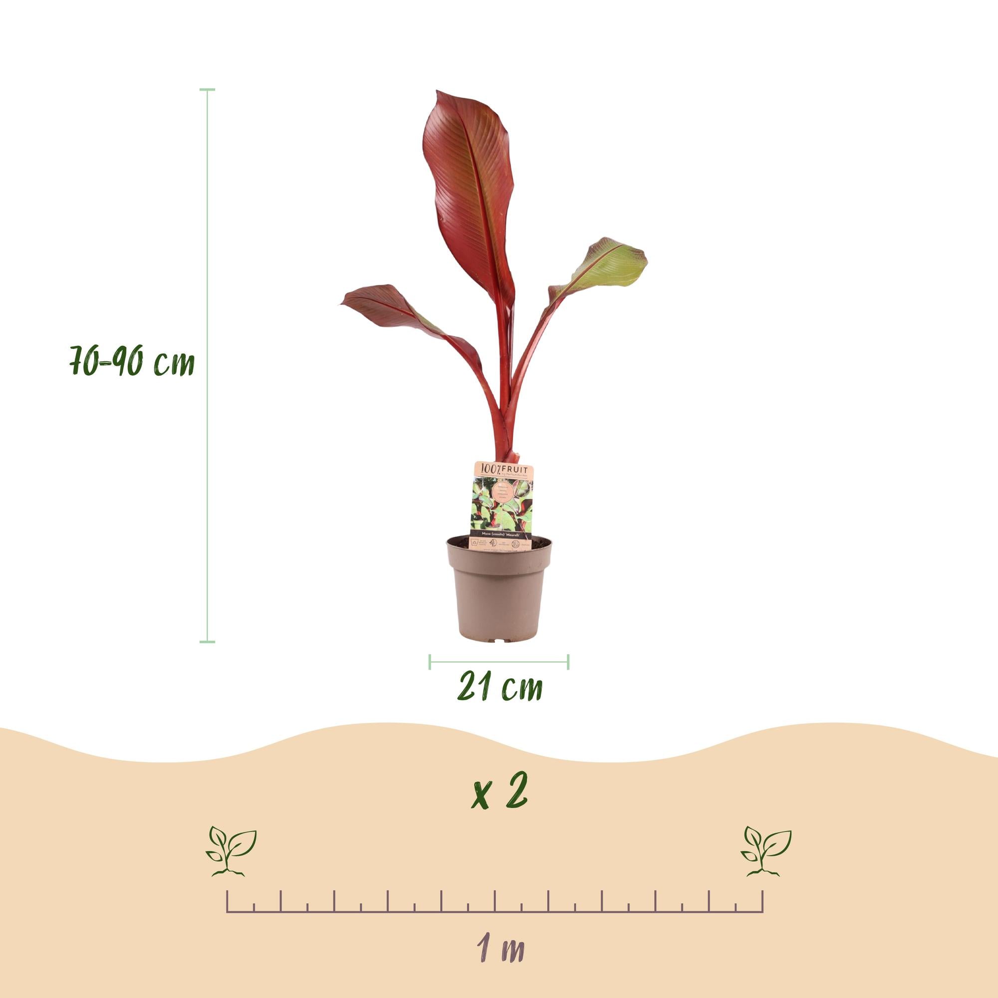 Musa ensete Maurelli - Bananenboom - Winterhard - Rood-Groen - 1 Planten - Pot 21cm - Hoogte 90cm