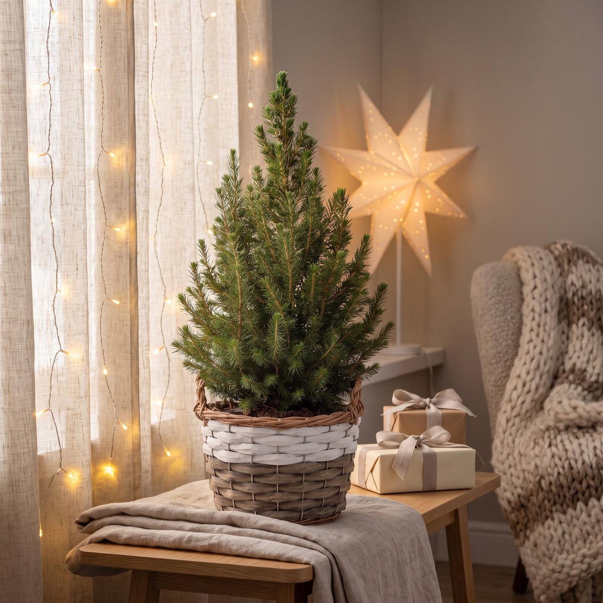 Picea glauca Conica - Kegelspar - Groen - Kerstboom - incl. mand - Ø17cm - ↕65cm