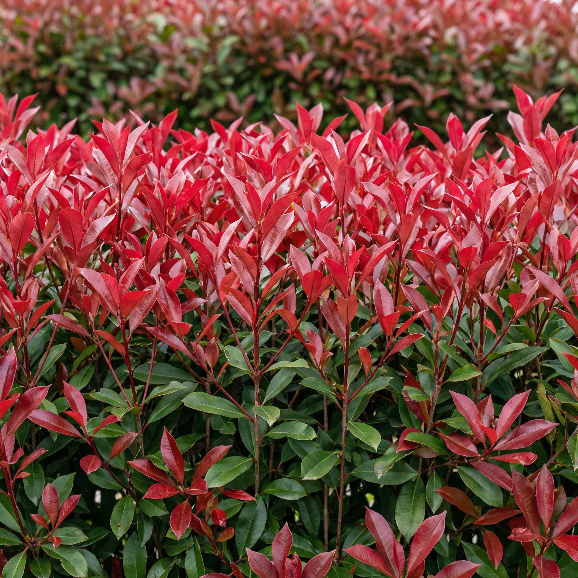 Photinia fraseri Carre Rouge - groen rood  - 6 planten - 1 strekkende meter - groenblijvend - pot 17cm hoogte 55cm