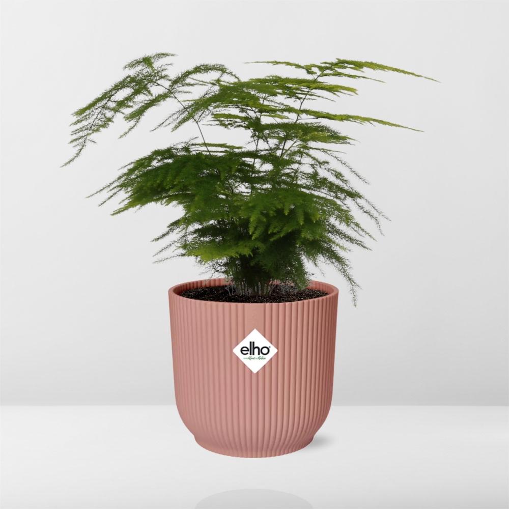 Asparagus Setaceus 'Plumosus' en ELHO Vibes Fold 14cm rose