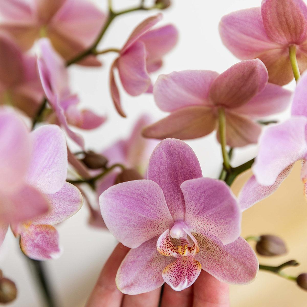 Kolibri Orchids | orchidea Phalaenopsis rosa antico - Jewel Treviso - vaso Ø9cm | pianta da appartamento fiorita - fresca dal coltivatore