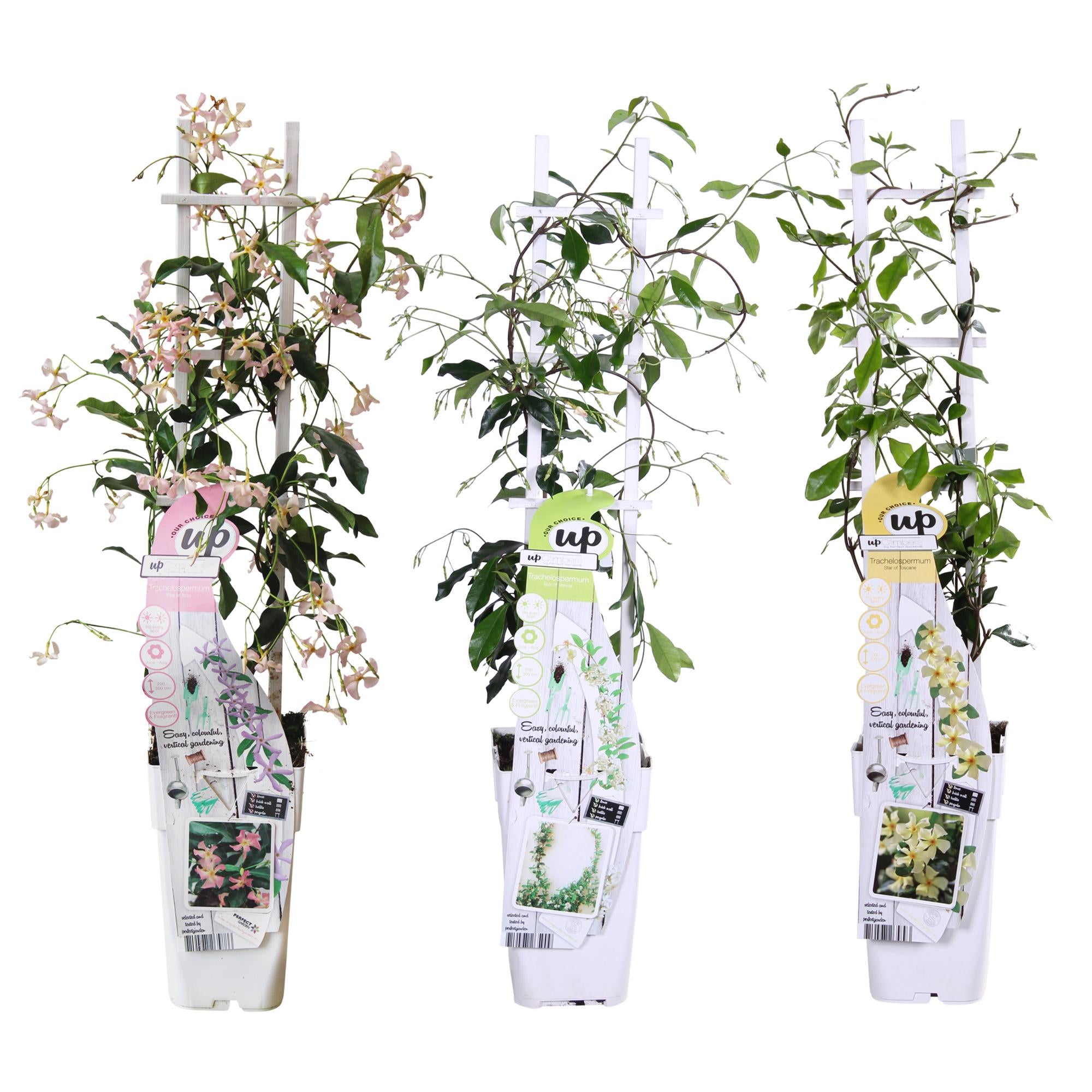 3x - Mélange de Trachelospermum - ↨65cm - Ø15