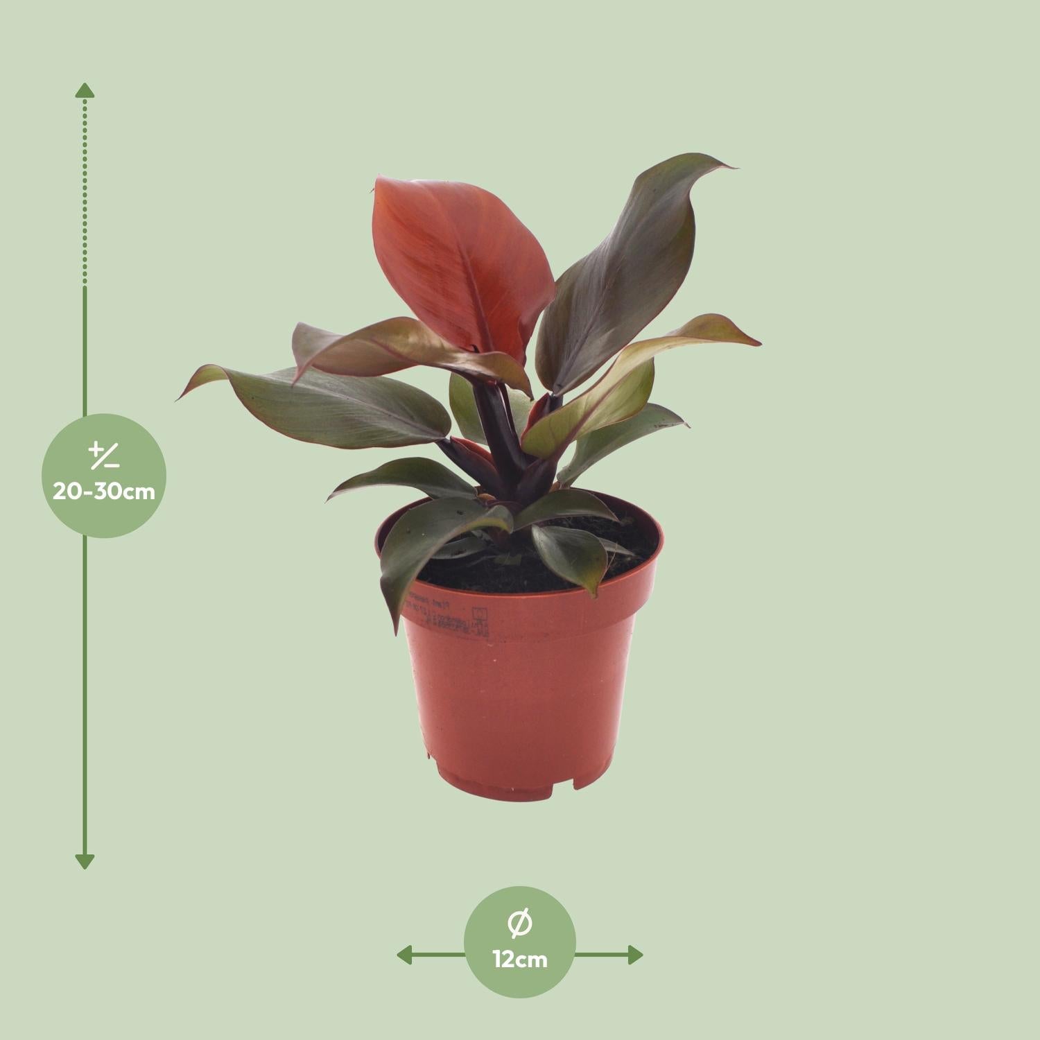 Philodendron Imperial Red - Ø 12 cm - ↕ 25 cm
