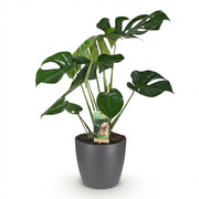 Monstera Deliciosa - Gatenplant - met Potter Grijs - Pot 21cm - Hoogte 70-80cm