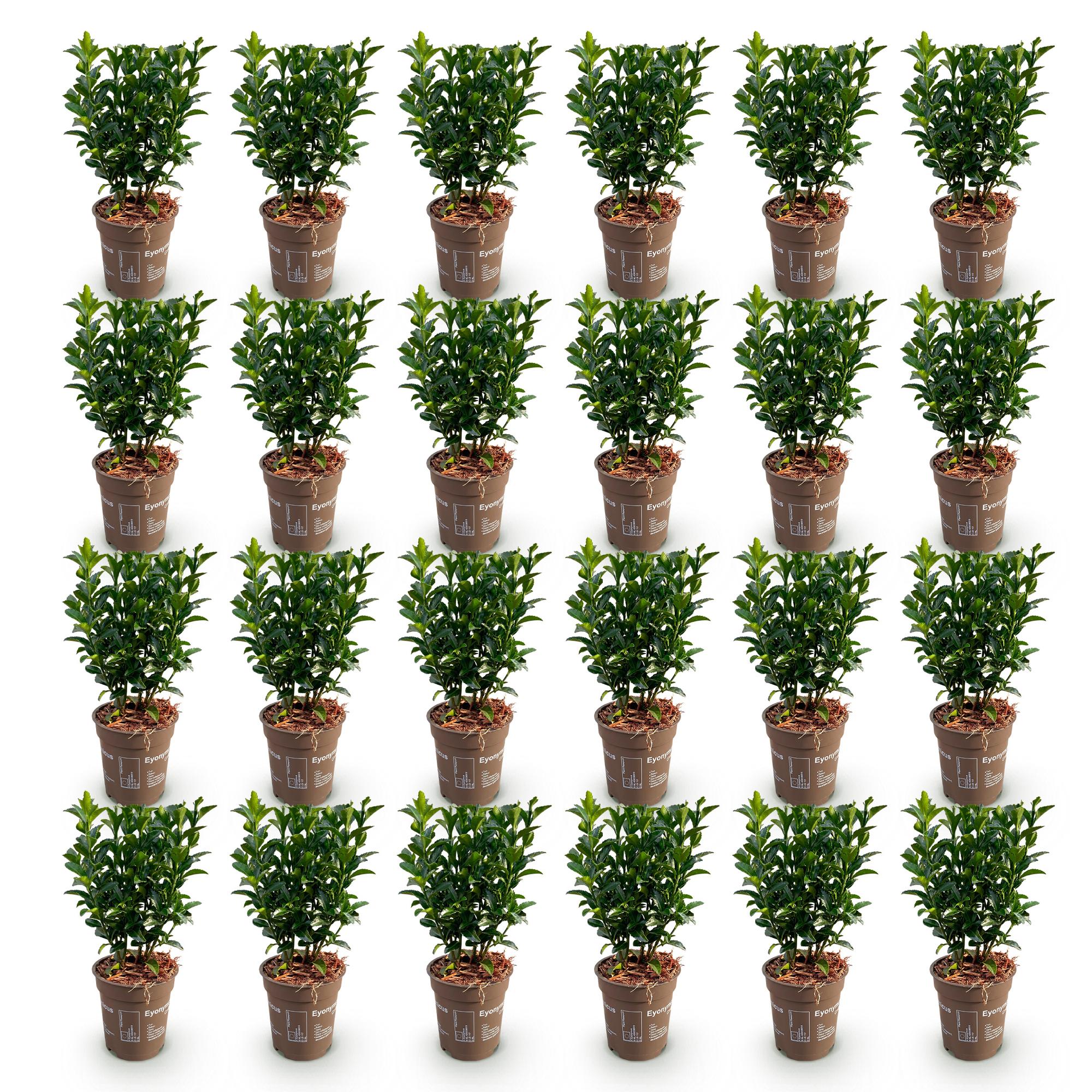 Euonymus japonica Green Spire - Kardinaalsmuts 24x - Haagplanten - Groenblijvend - Groen - Pot 9cm - Hoogte 20-25cm