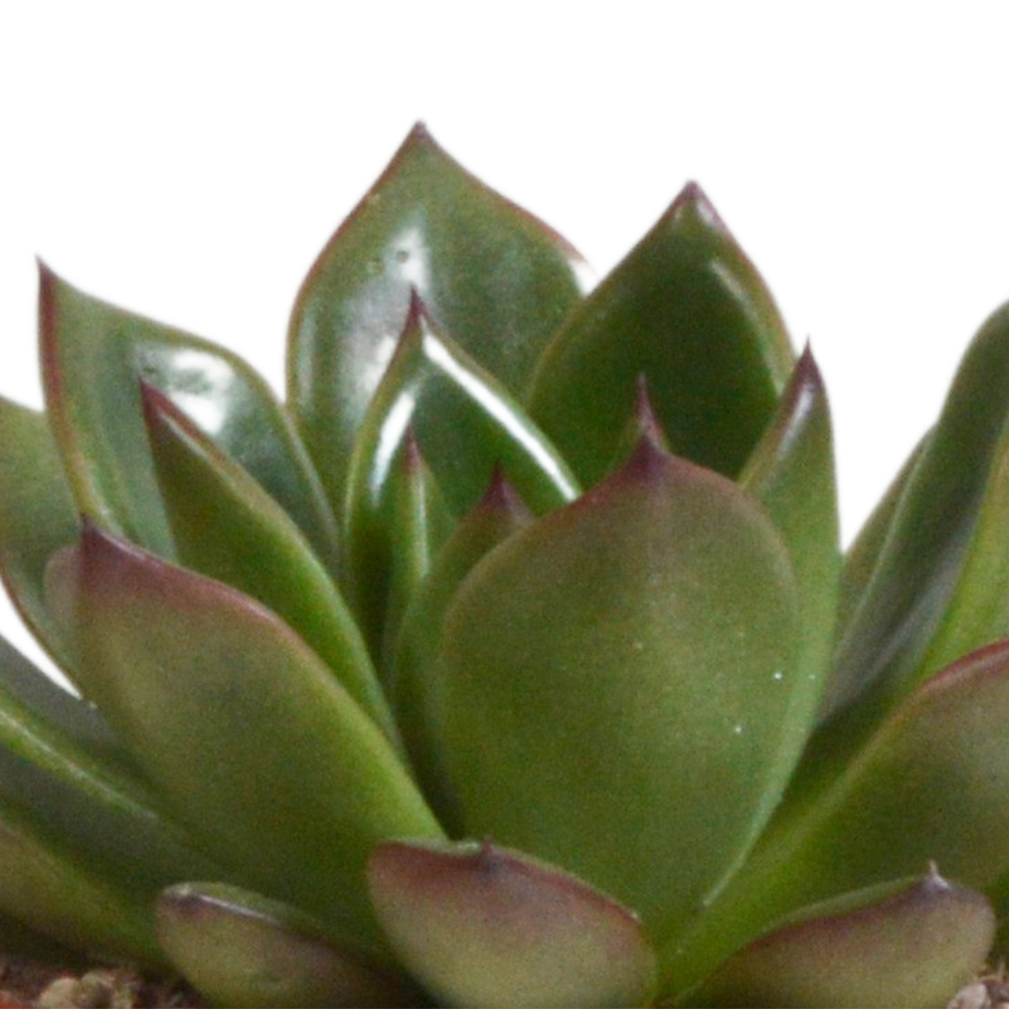 Echeveria-Mix, 8,5 cm – 3 Stück – im Terrakottatopf