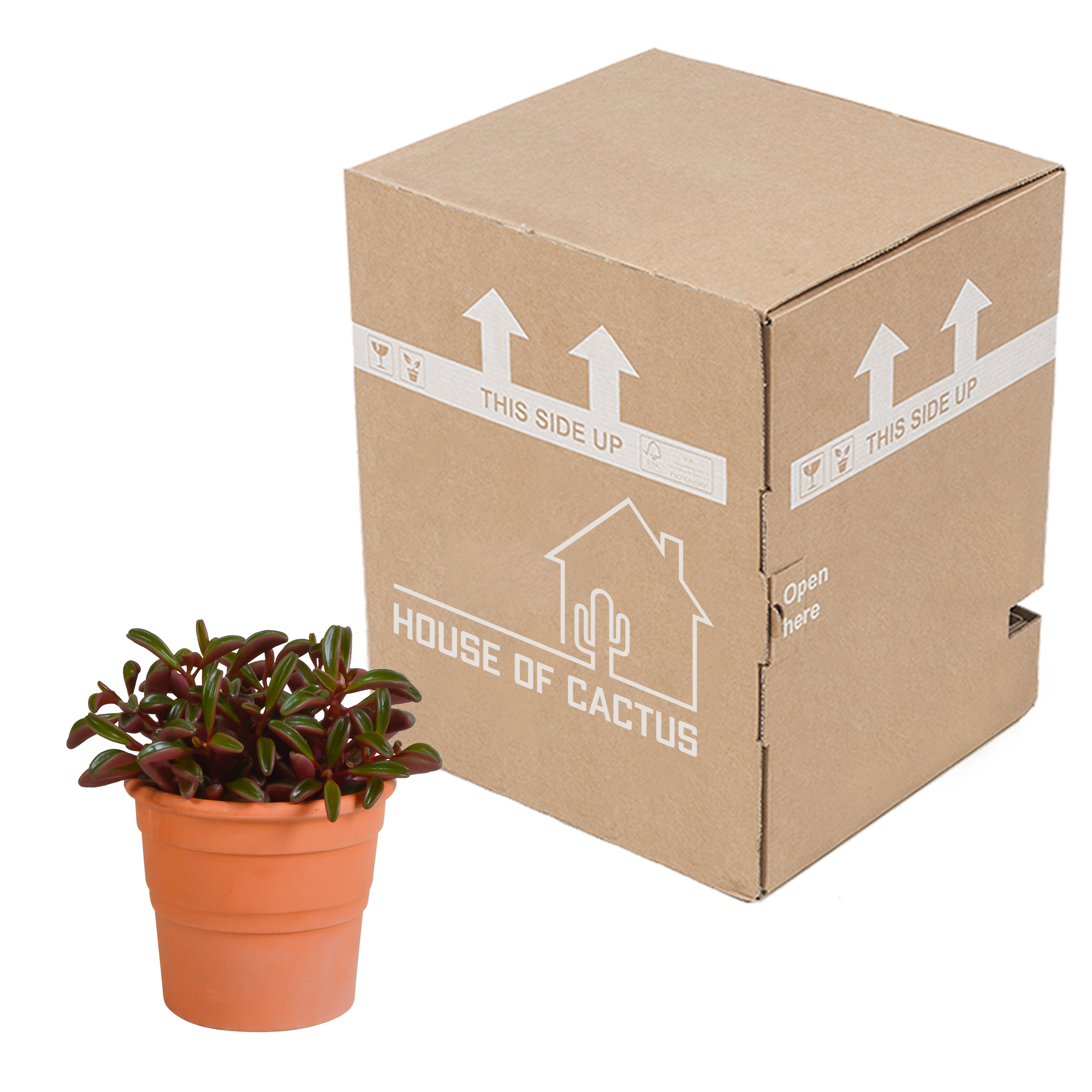 Peperomia graveolens - in terracotta pot