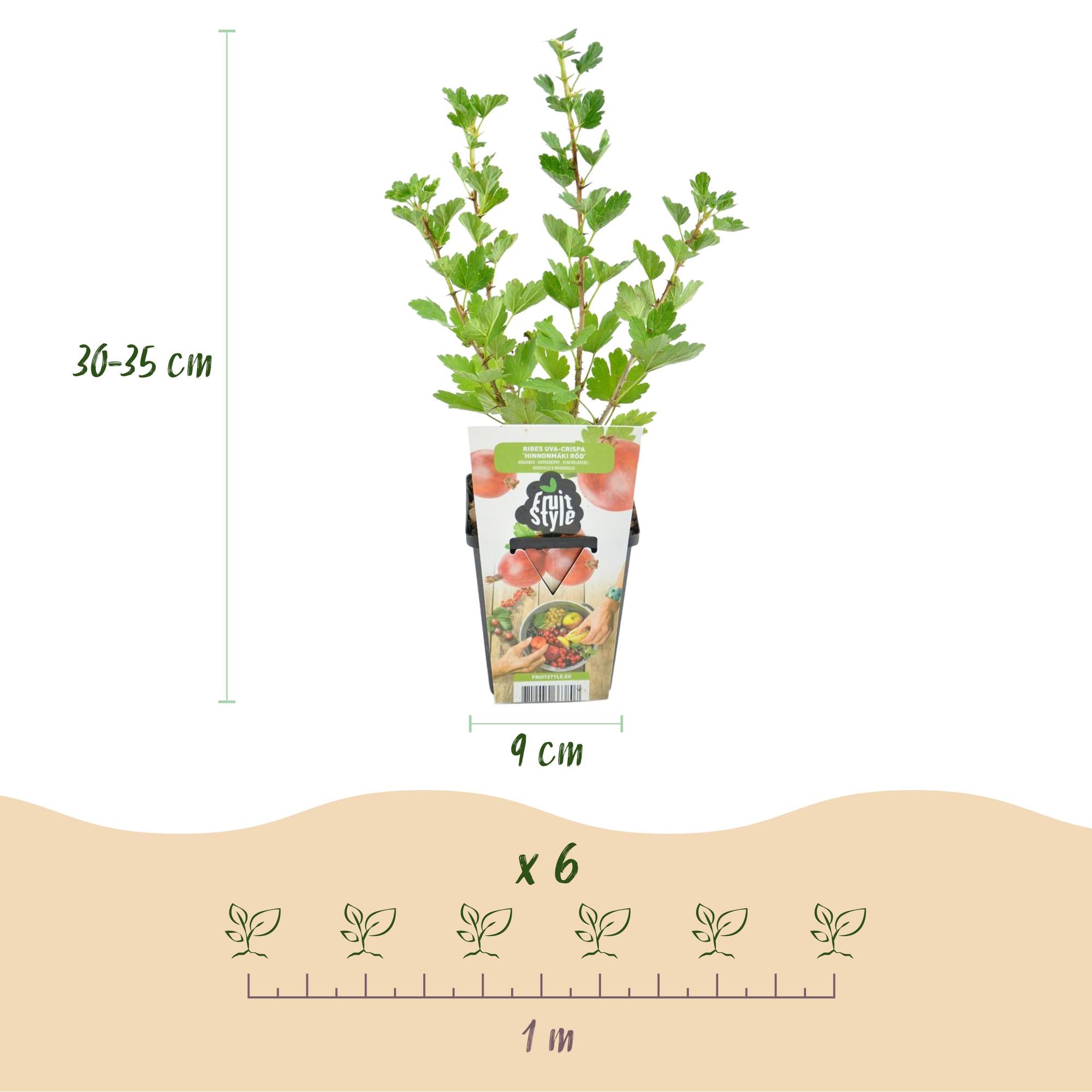 Kruisbes - Ribes uva-crispa Hinnonmaki Rod - Winterhard - 6 Planten - Pot 9 cm - Rode Bes