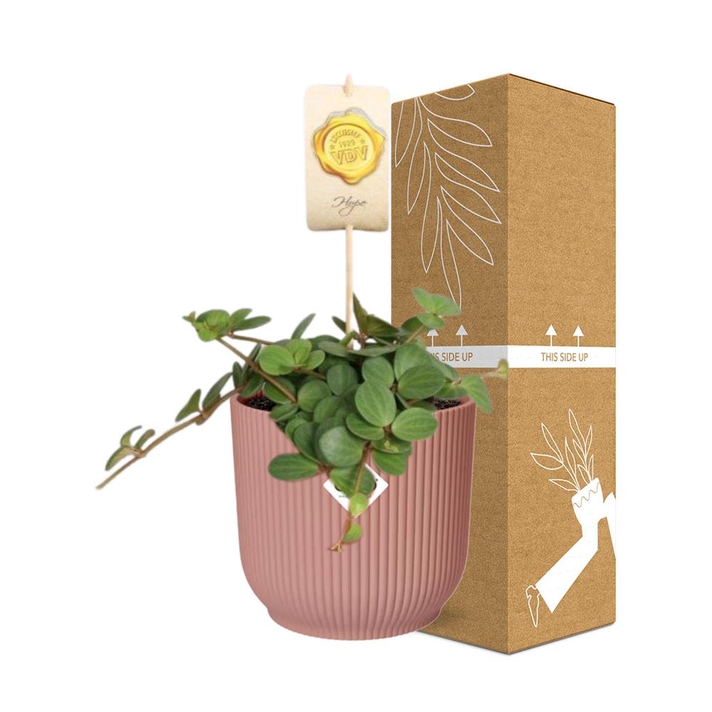 Peperomia 'Hope' in ELHO Vibes Fold 14cm pink