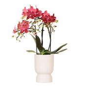 Kolibri Orchids | orchidea Phalaenopsis rossa - Congo + travertino Diabolo - dimensioni vaso Ø9cm | pianta da appartamento fiorita - fresca dal coltivatore