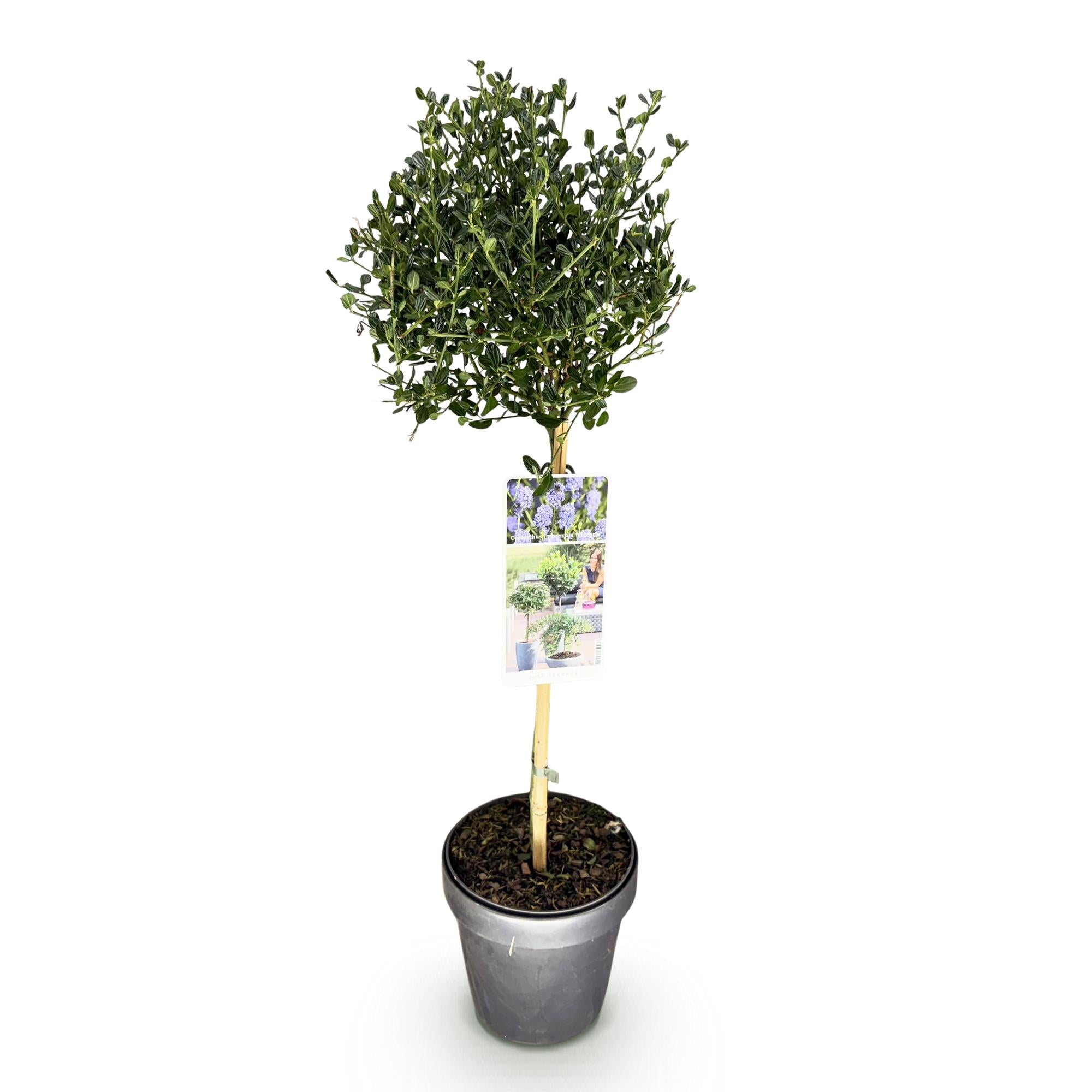 Ceanothus impressus Victoria - Terras Plant - Bladhoudend - Winterhard - Paarse Bloem - Pot 19cm Hoogte 90cm