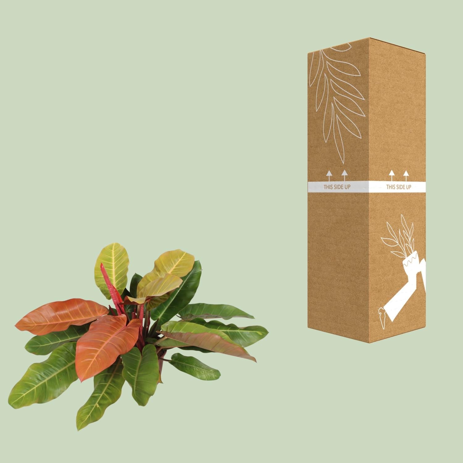 Philodendron Principe d'Orange - Ø27cm - ↕75cm