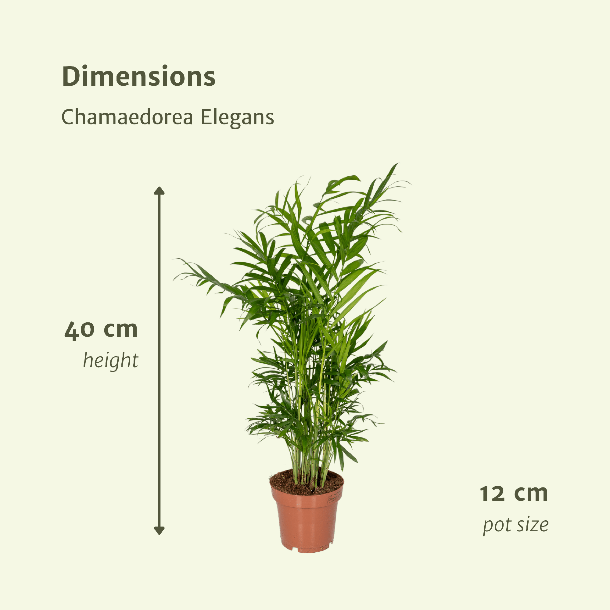 Chamaedorea Elegans (Mexican Mountain Palm) - 2 pieces - Ø12cm - ↕40cm