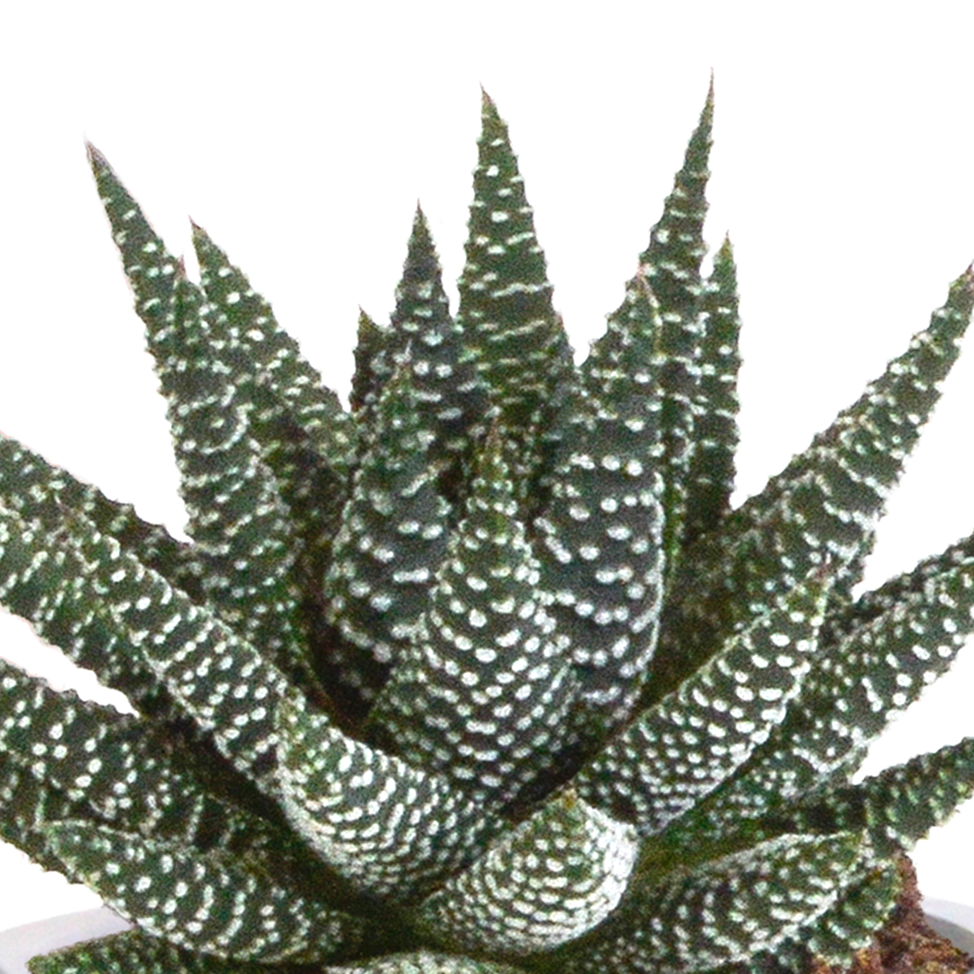 Gasteria/Haworthia mix 8,5cm - 3x - in Mexicaanse pot