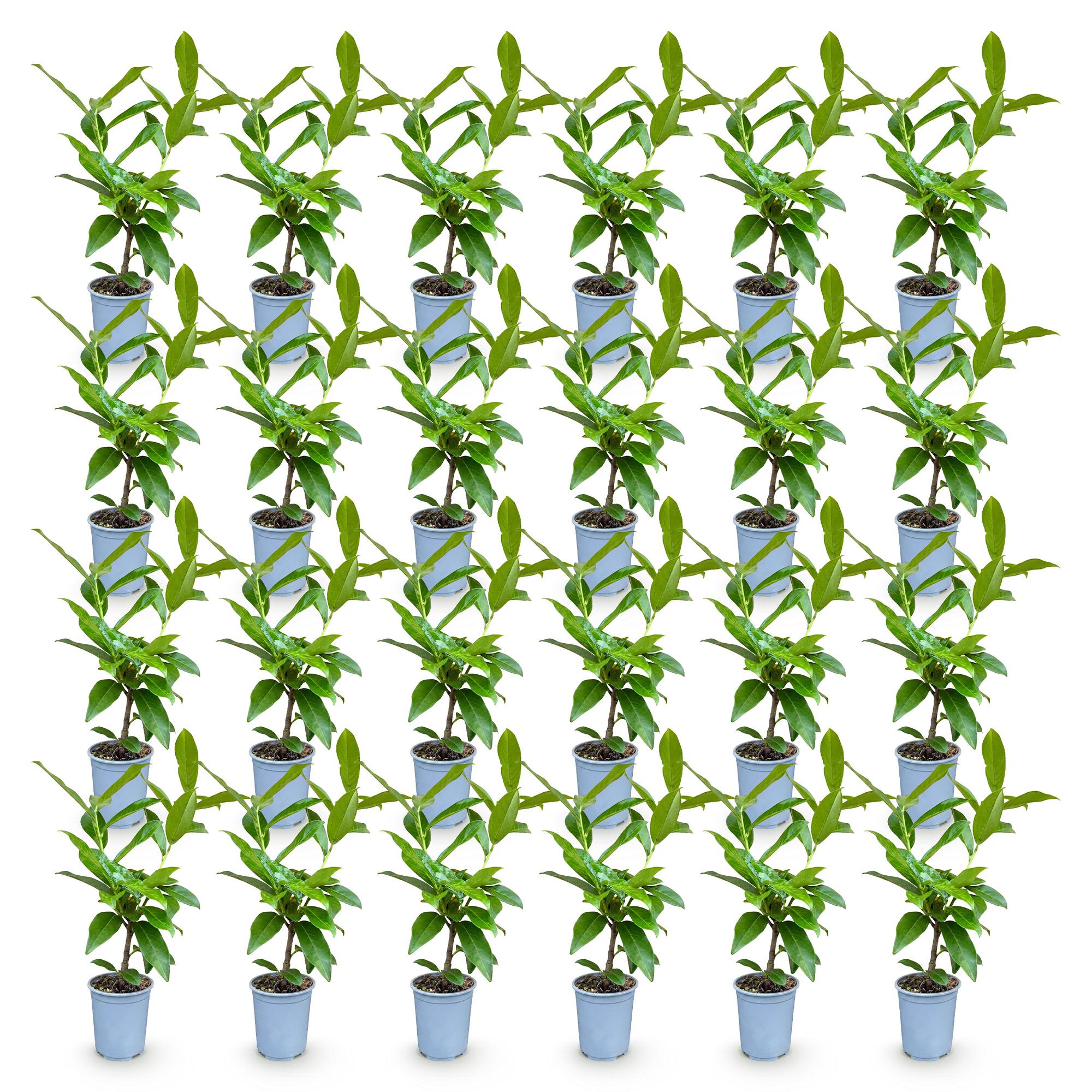 Prunus laur. Novita - 24x Laurierkers - Haagplanten - Groenblijvend - Groen - Pot 9cm - Hoogte 25-35cm