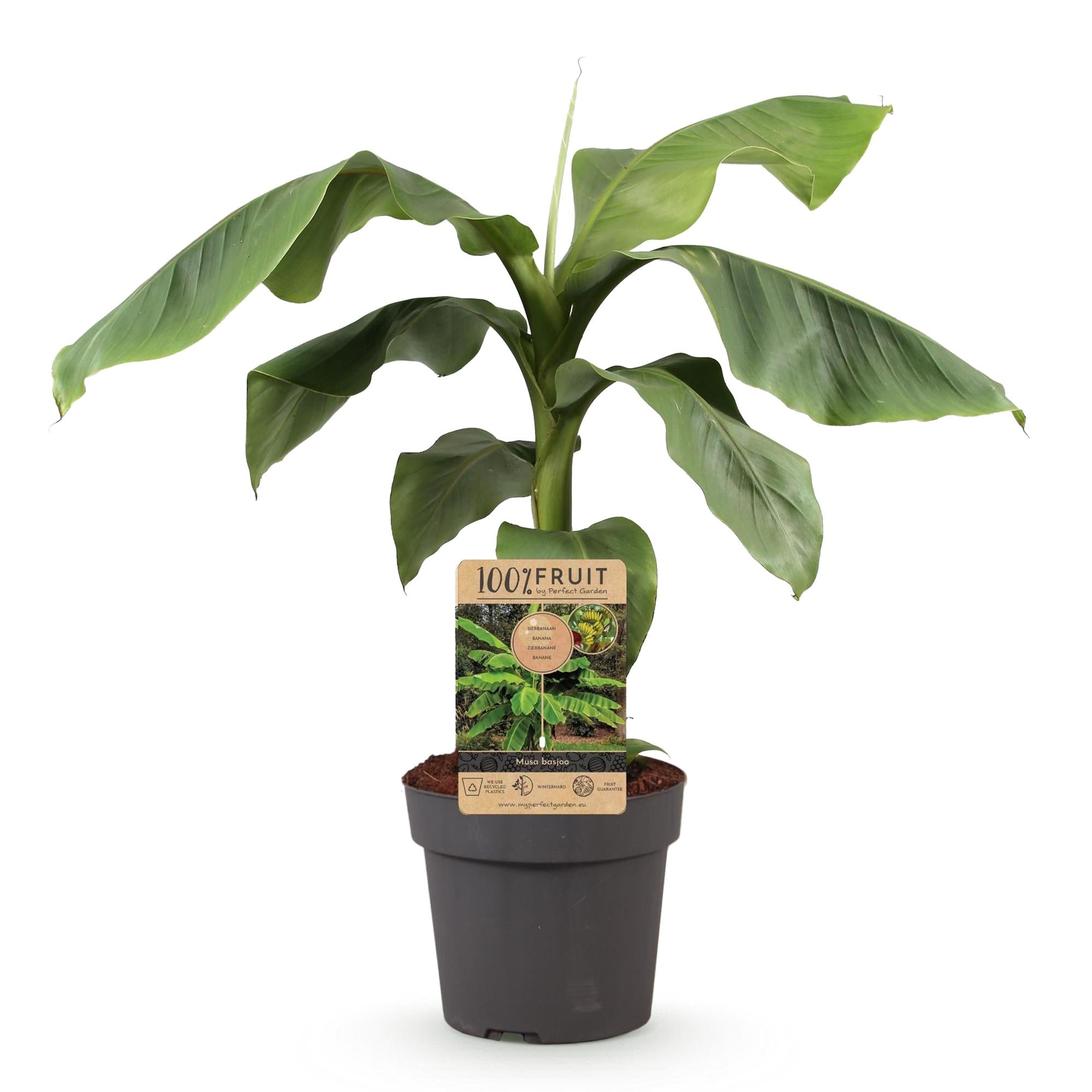 Japanse vezelbanaan - Musa Basjoo - Winterhard - Pot 21cm Hoogte 70-90cm