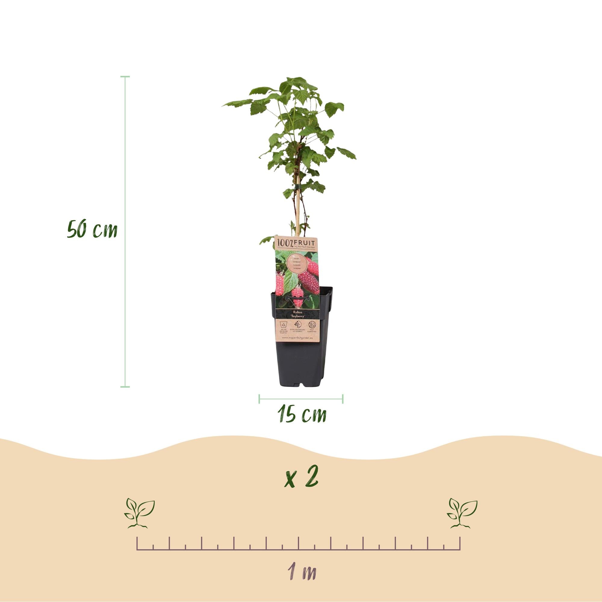 Rubus log. Tayberry - Braamboos - Winterhard - Paarse Framboos - 2 Planten - Pot 15cm - Hoogte 50cm