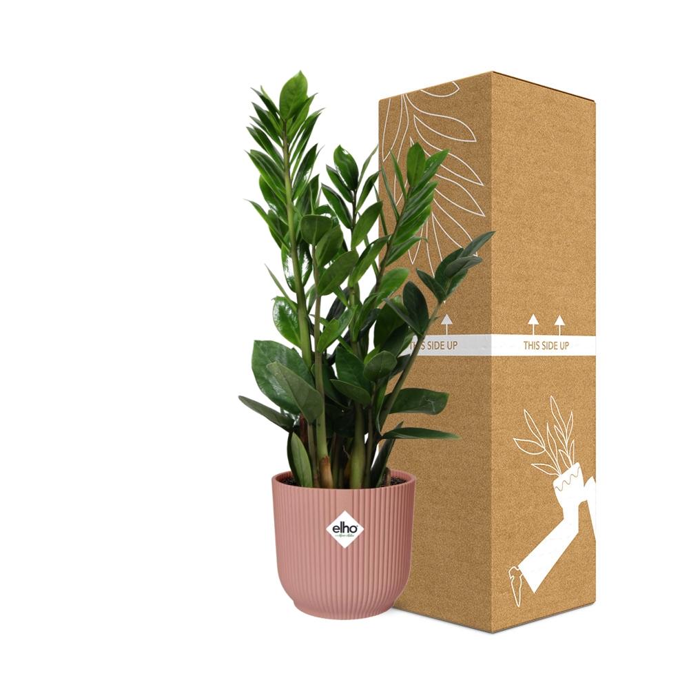 Zamioculcas – Höhe 45-50 in ELHO Vibes Falt 14cm rosa