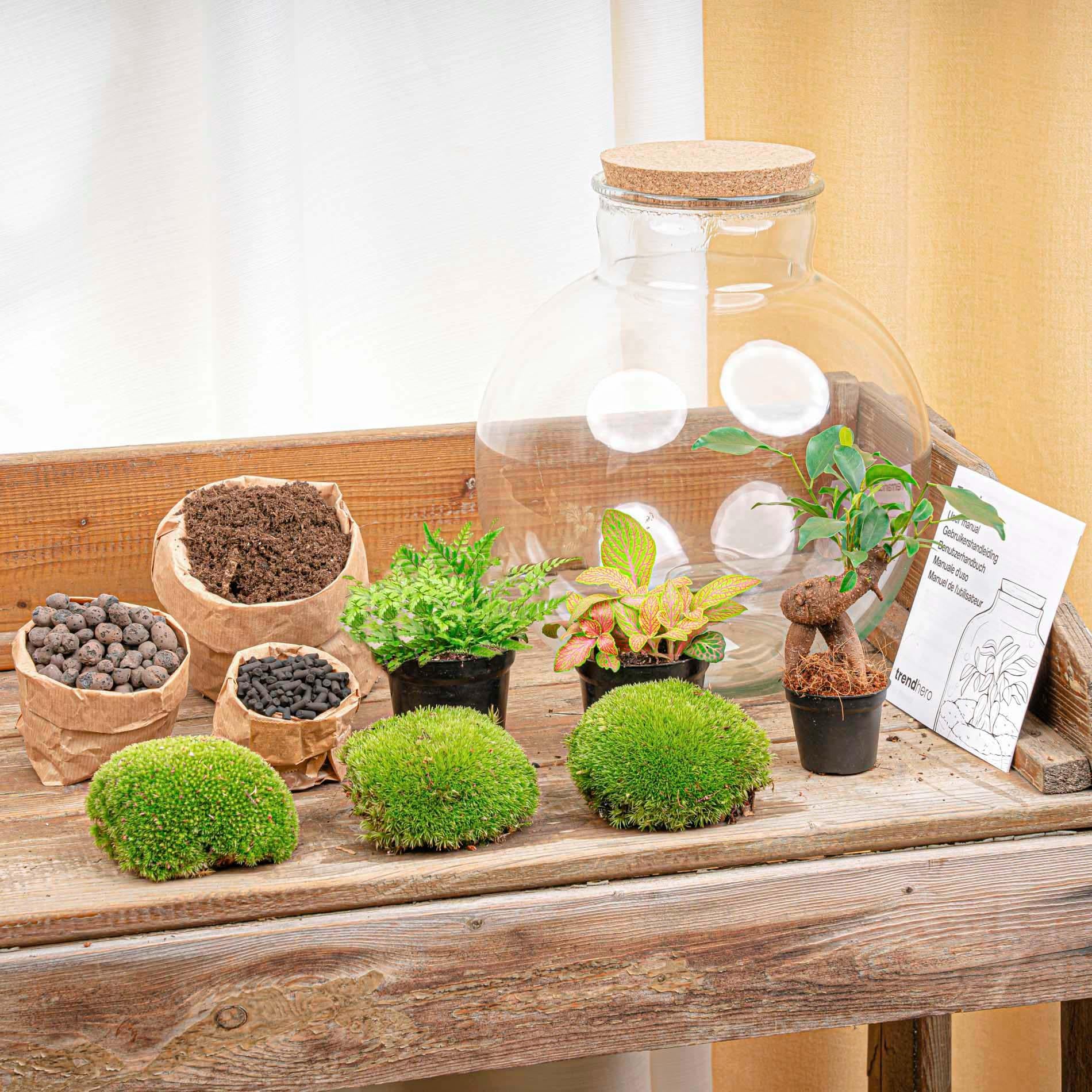 DIY-Terrarium – Bolder Bob Bonsai – ↕ 30 cm – Normal