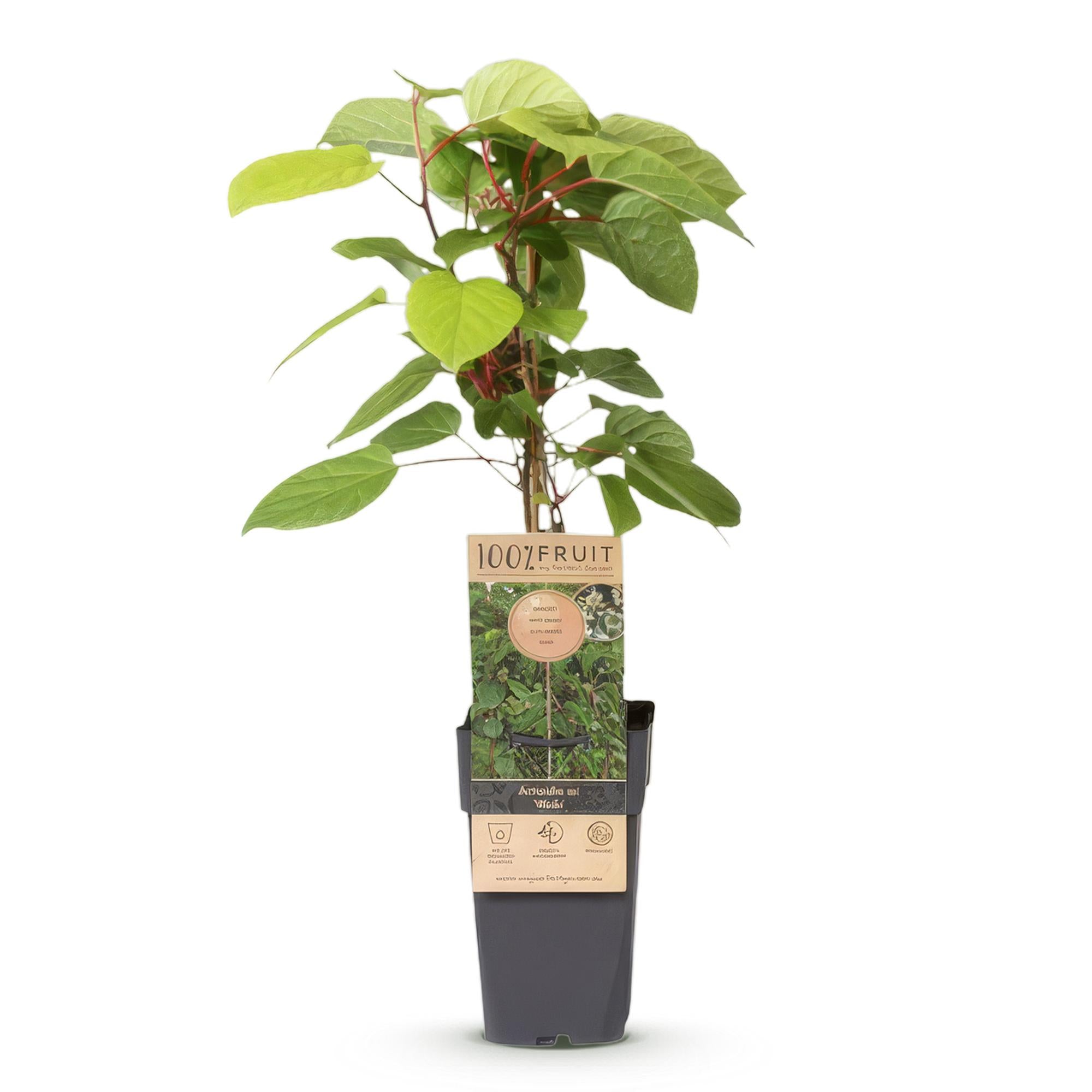 Actinidia arguta Weiki - Kiwiplant - Mannelijk - Rode - Paarse Vruchtjes - 1 Plant - Pot 15cm - Hoogte 50cm