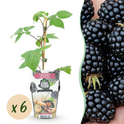 Braam - Rubus Black Satin - Winterhard - 6 Planten - Pot 9 cm - Zwarte Braam