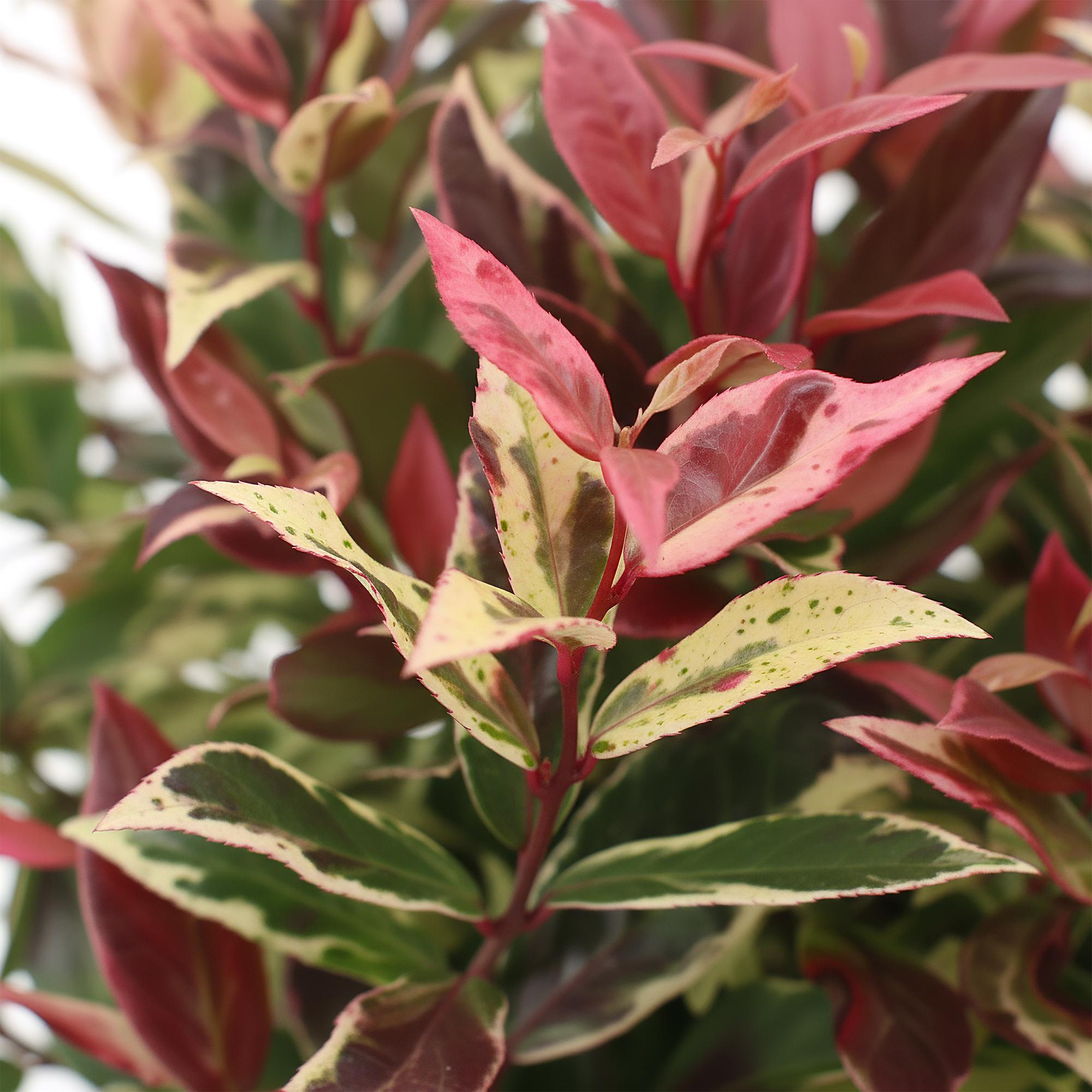 Leucothoe Colour Diamond - Bont - 2 Planten - Groenblijvend - Weinig Onderhoud - Pot 17cm Hoogte 45cm