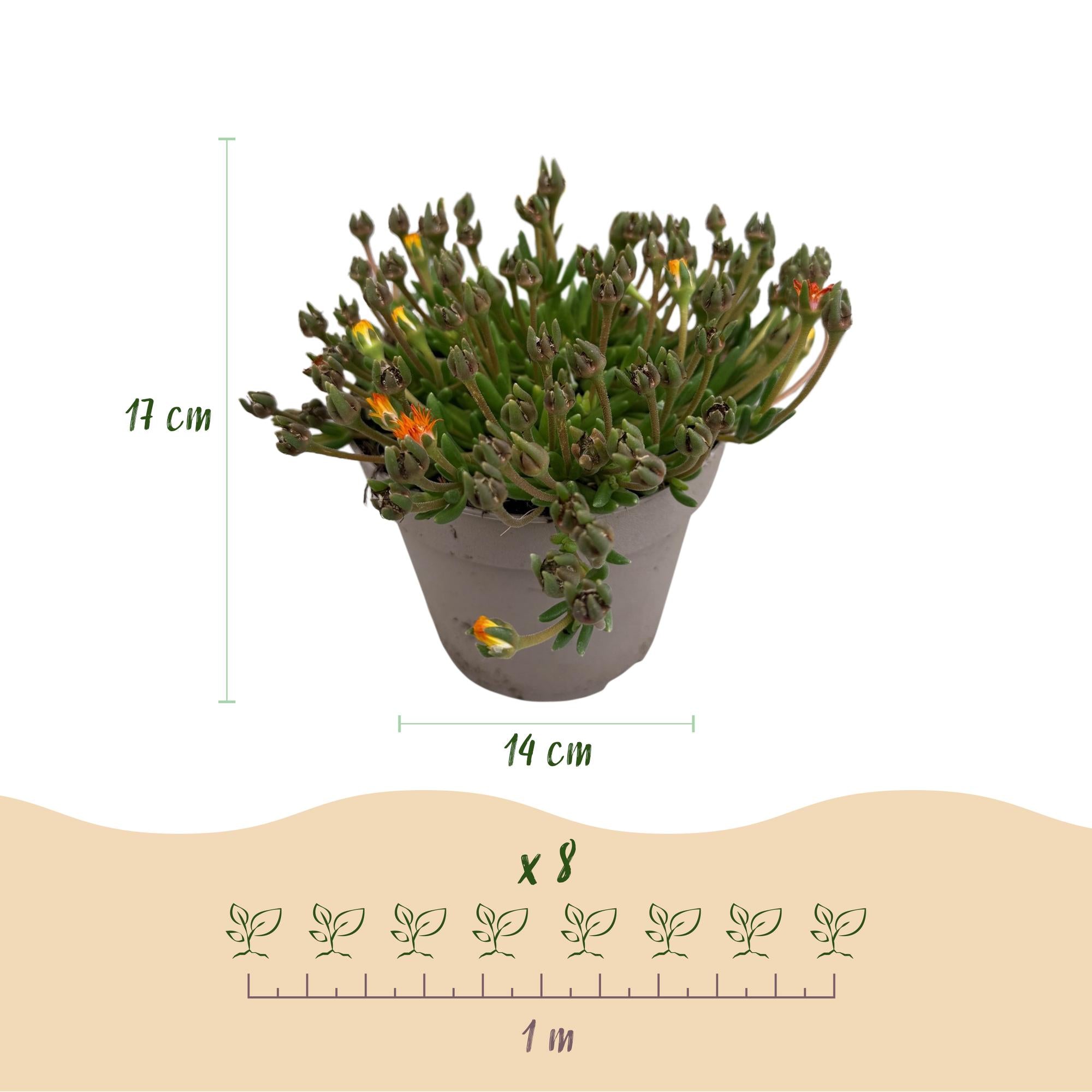 Green boutiQ - Coprisuolo - Resistente all'inverno - Delosperma Jewel of Dessert - 8 piante - Colori: rosso, arancione, viola, rosa - Bassa manutenzione - Vaso 14, altezza 17