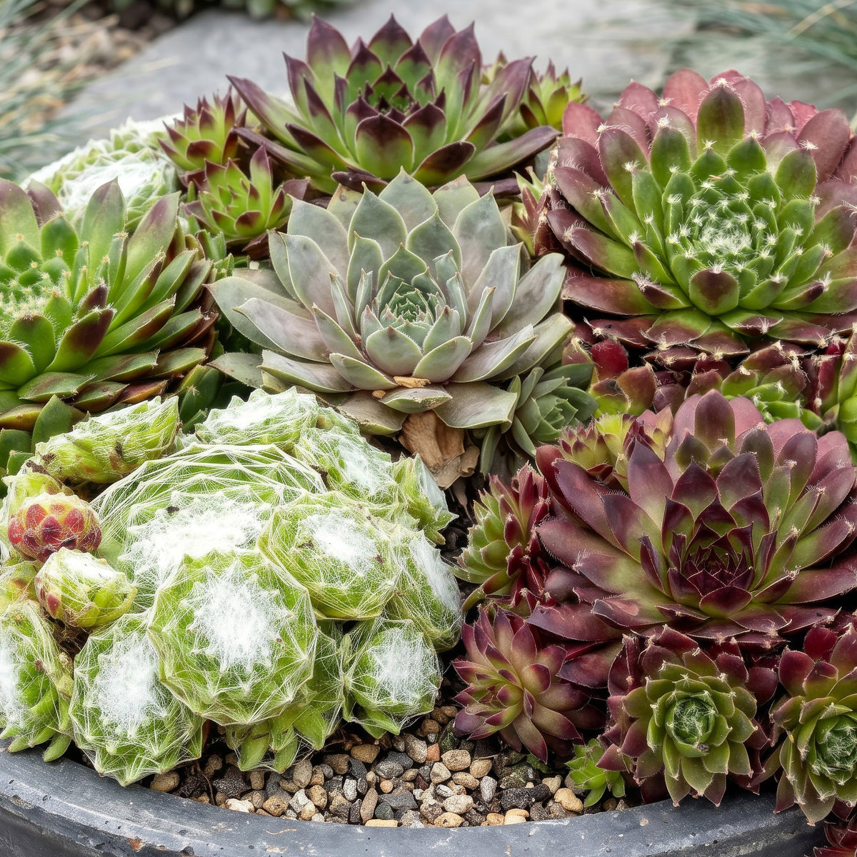 Sempervivum Big Sam - Ø7cm - ↕10-12cm - 12x