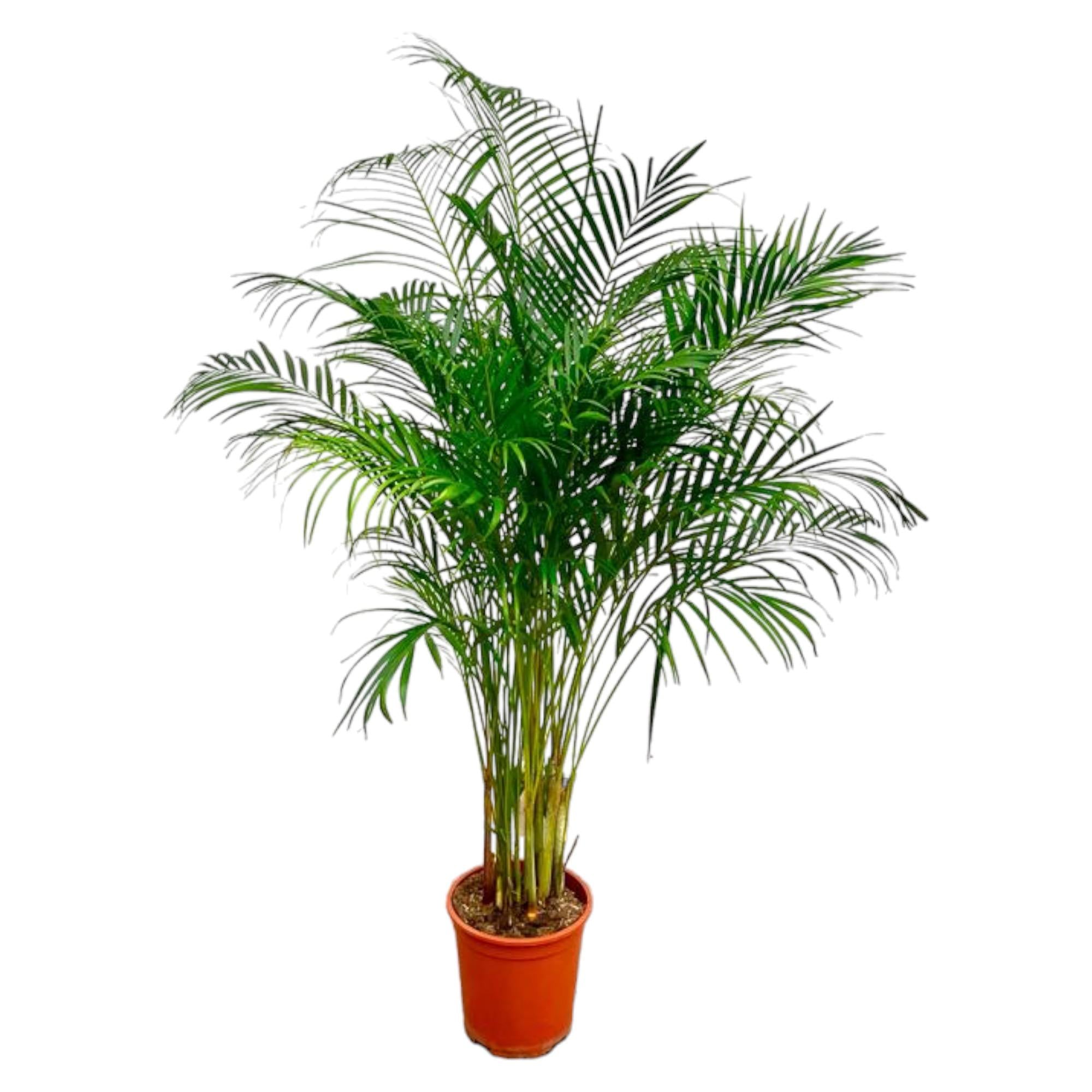 Dypsis lutescens (Areca-Palme) - 180 cm - ø27