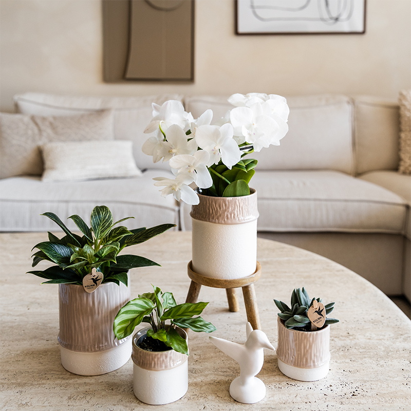 Kolibri Home | Tree sierpot - Sand - Ø6cm