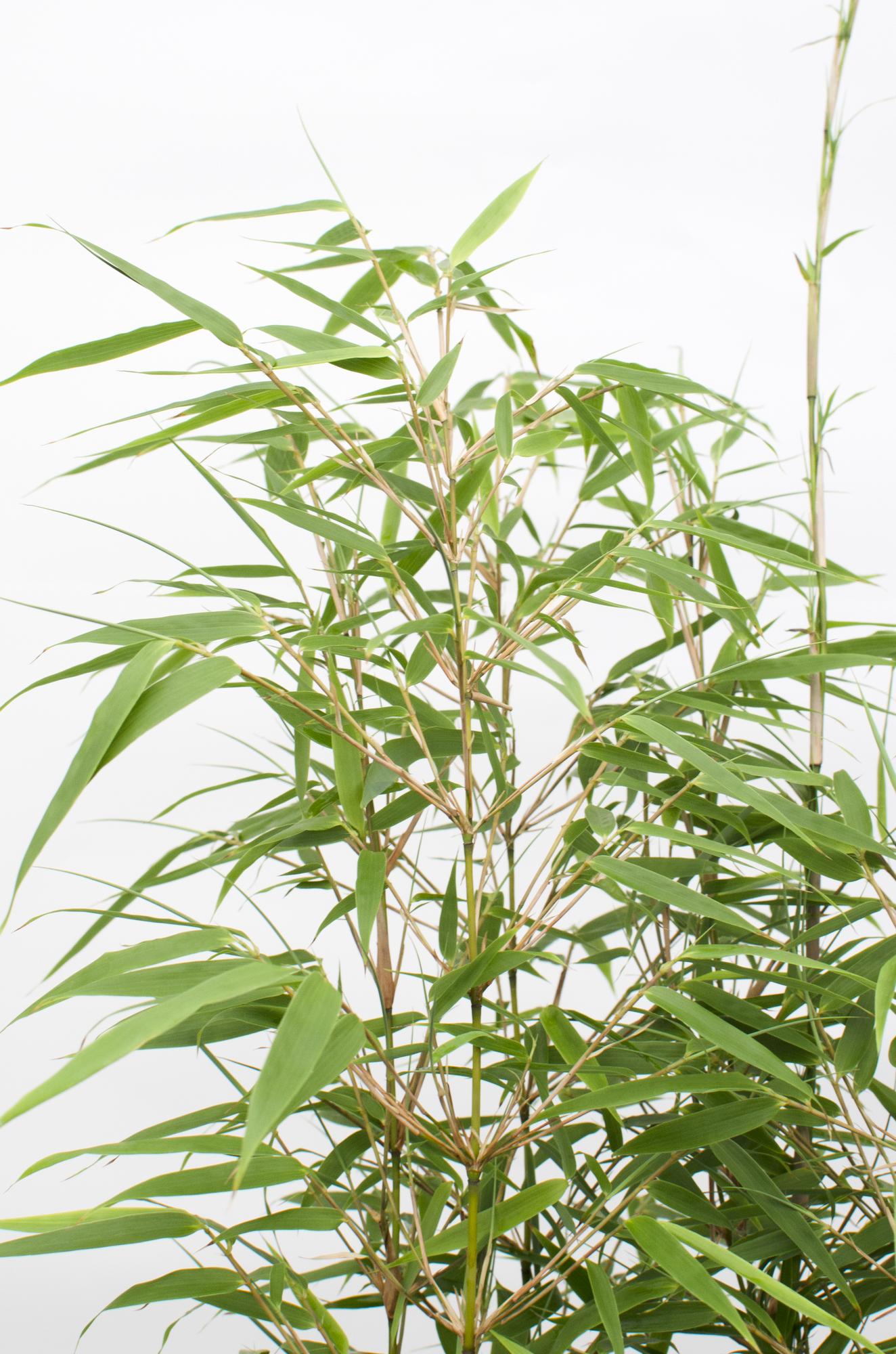 4x Fargesia rufa - ↨40cm - Ø14