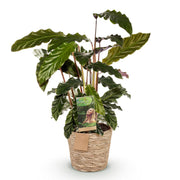 Calathea Rufibarba - met mand - Pot 17cm - Hoogte 55-60cm