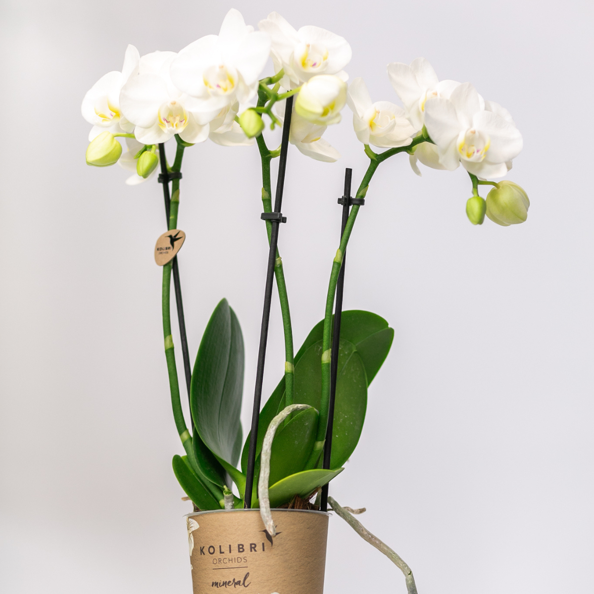 Kolibri Orchids | OFERTA COMBINADA de 2 orquídeas Phalaenopsis blancas - Amabilis - maceta de 9 cm de diámetro | planta de interior con flor - recién cultivada