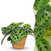Maranta Fascinator Kerchoveana - Zebraplant - met Mand - Pot 12cm - Hoogte 25cm