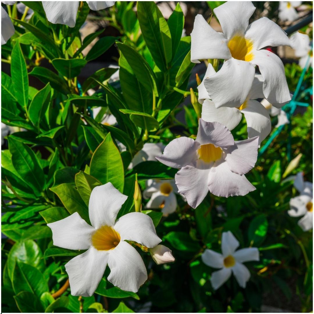 Dipladenia white - Mandevilla white 6x Ø12 cm - ↕25 cm