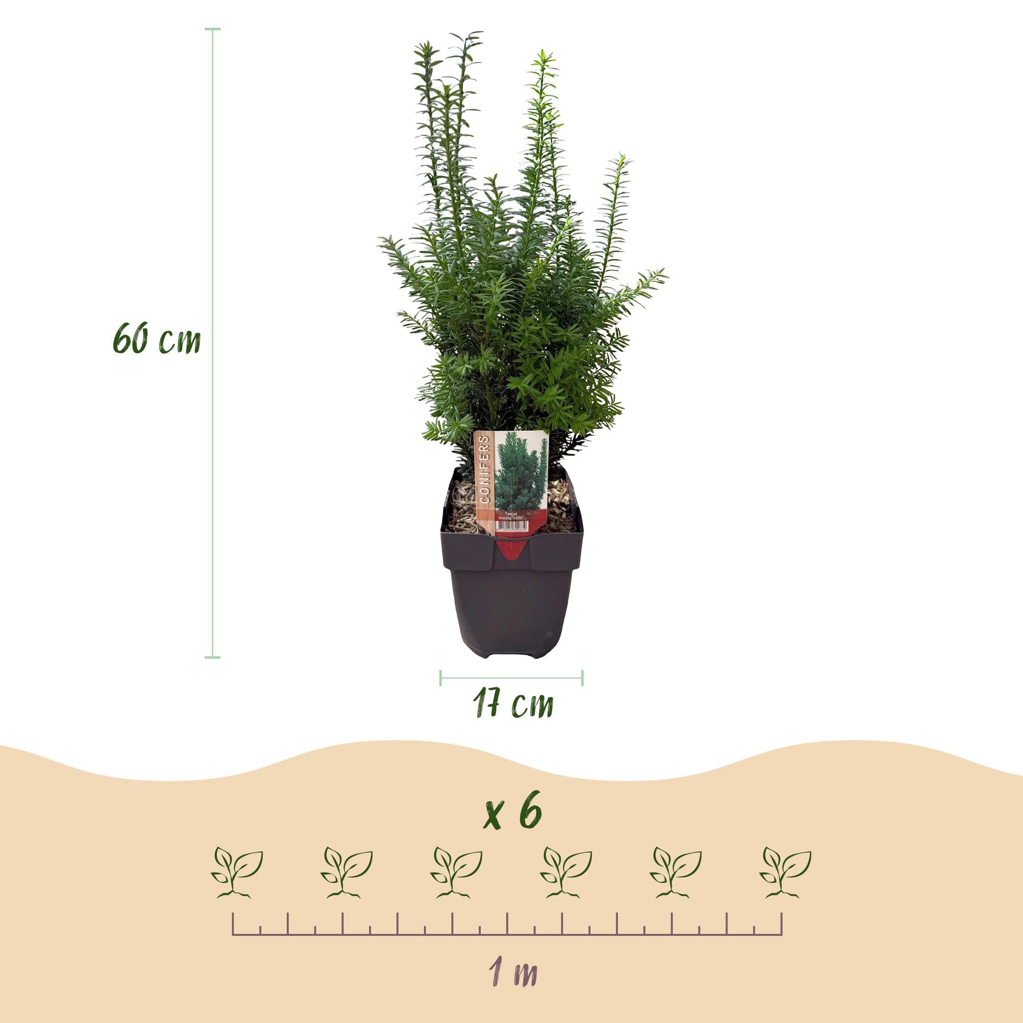 Taxus media Hilii - blad groen - 6 planten - 1 strekkende meter - groenblijvend - pot 17cm hoogte 60cm