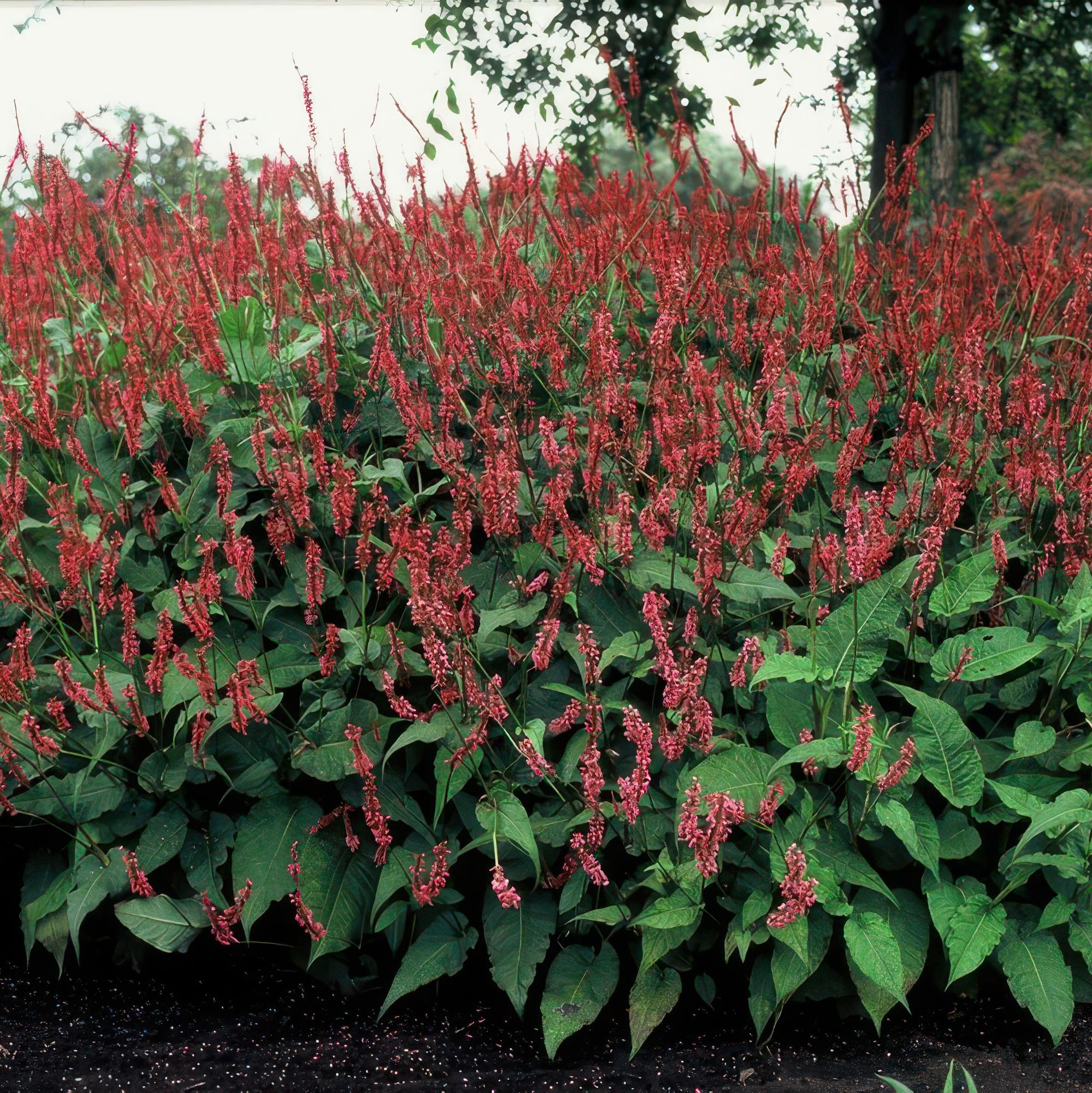 12x Persicaria amplexicaulis - ↕10-25cm - Ø9cm